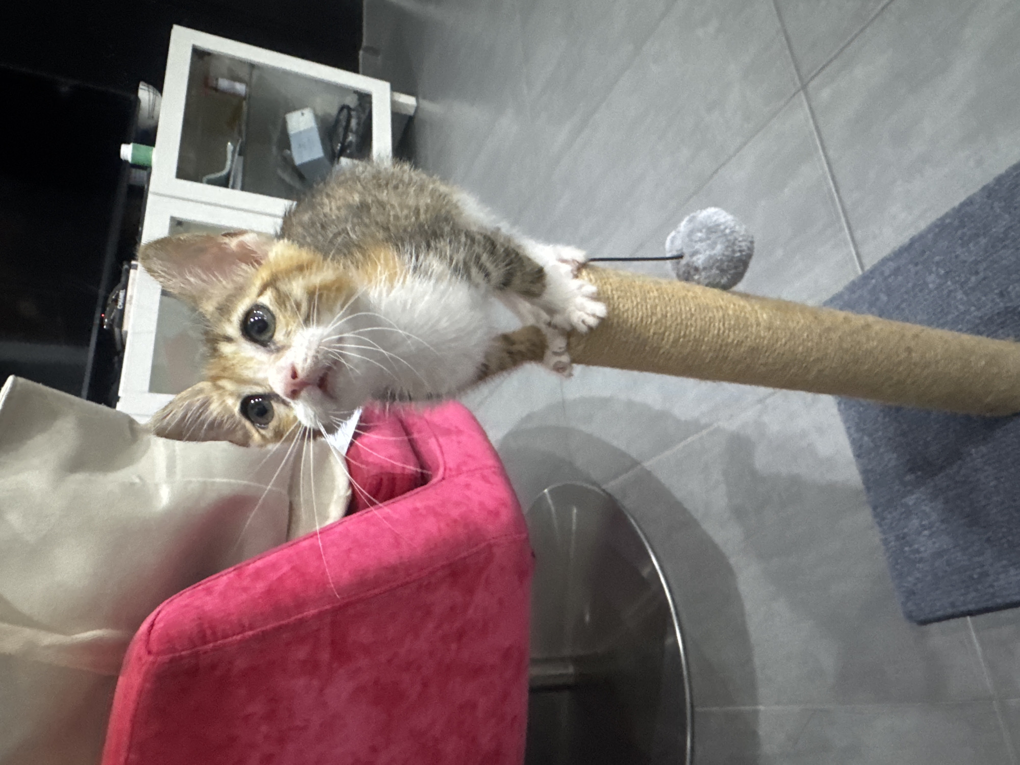 Kittens on a scratching post, plus a crypto wallet glimpse