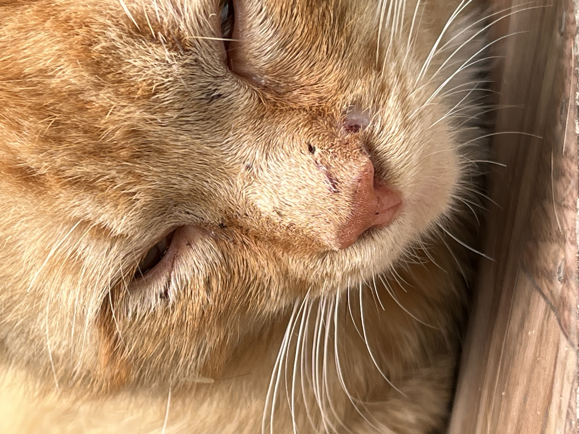 Afternoon pet photography session in Lviv featuring cats and dogs