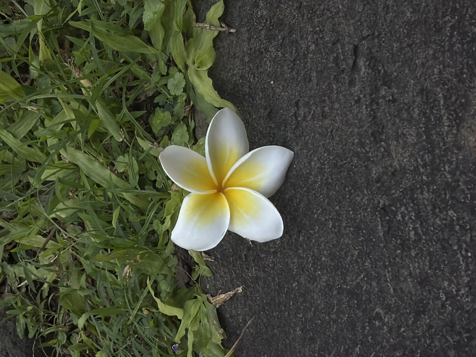 Post-workout moments and a plumeria flower in North Kuta
