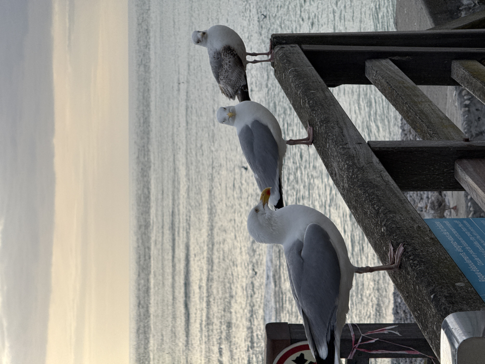 Evening photography session captures Étretat's iconic cliffs and seagulls