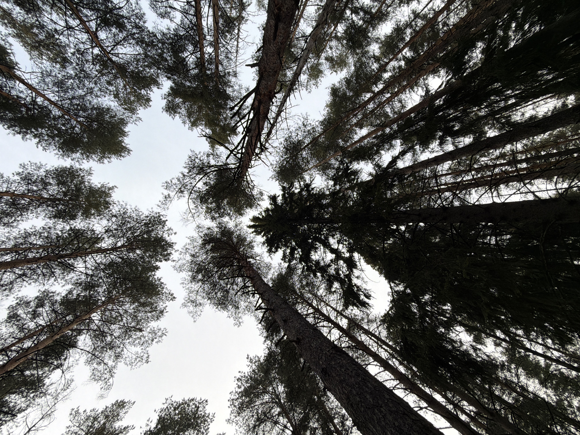 Forest outing documented in Прикамский, Russia during afternoon hours