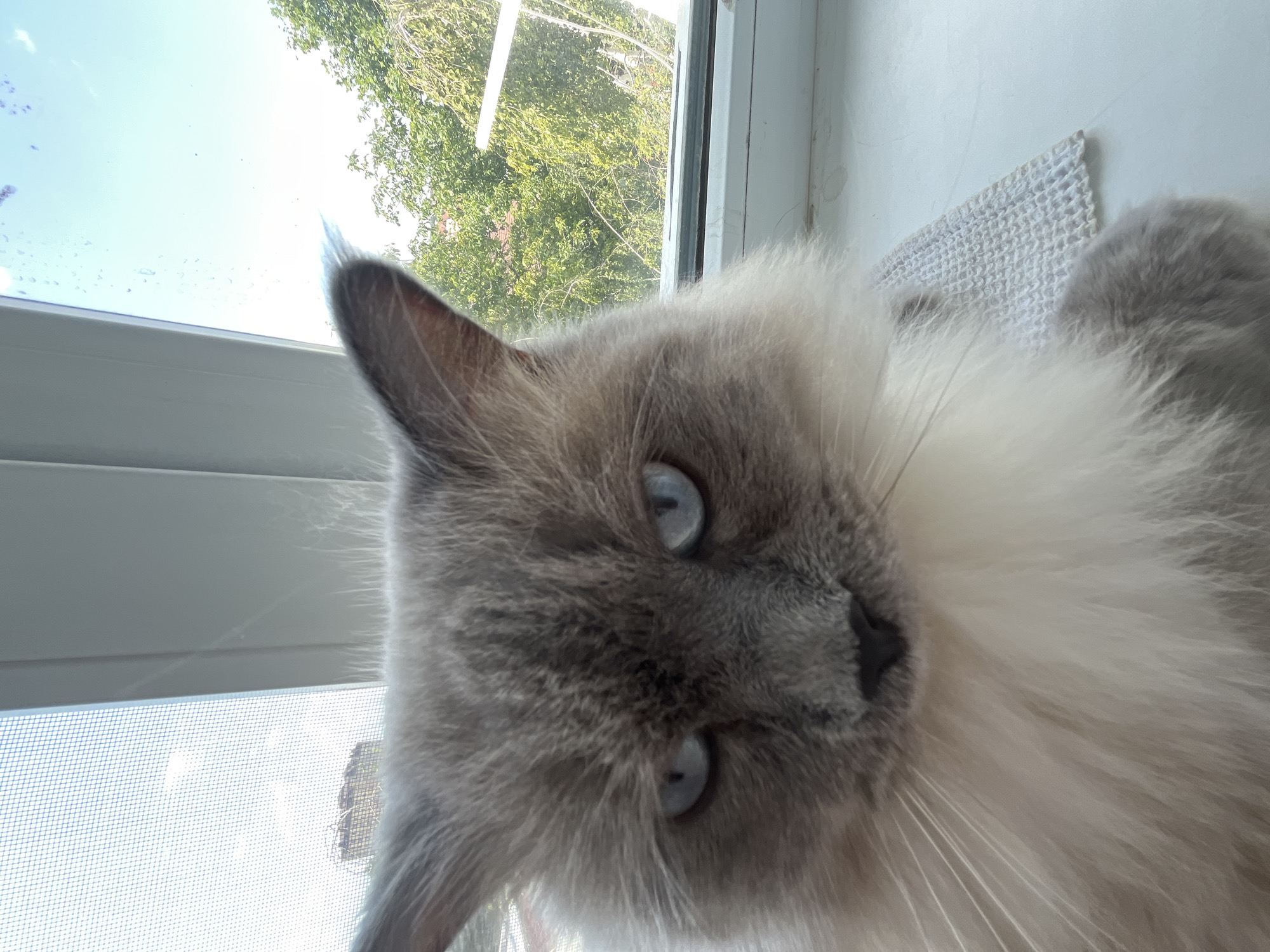 A quick burst of cat photos and kid art at home in Armavir