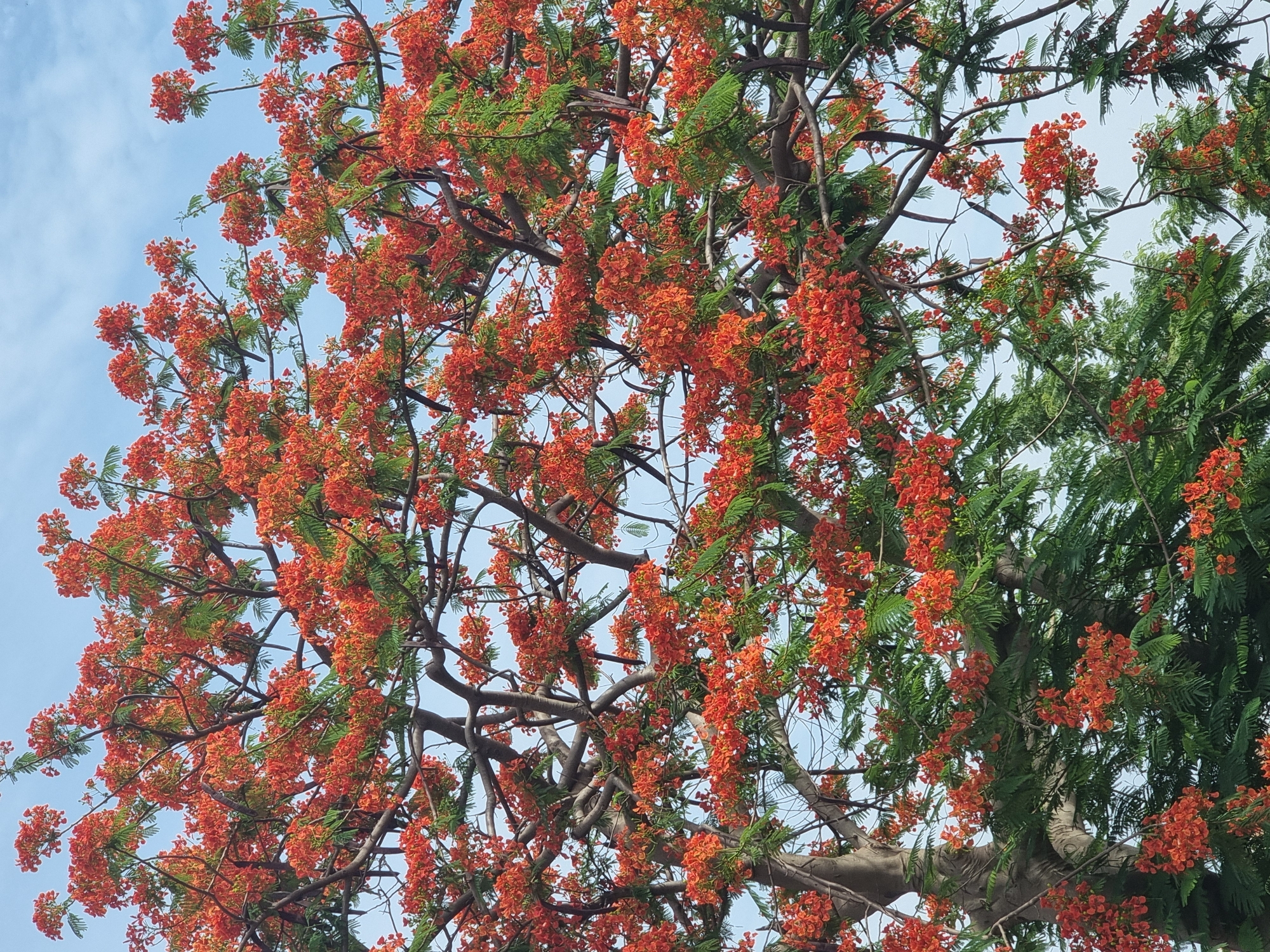 Morning scenes captured in Gwagwalada: flowering trees, wildlife, daily life