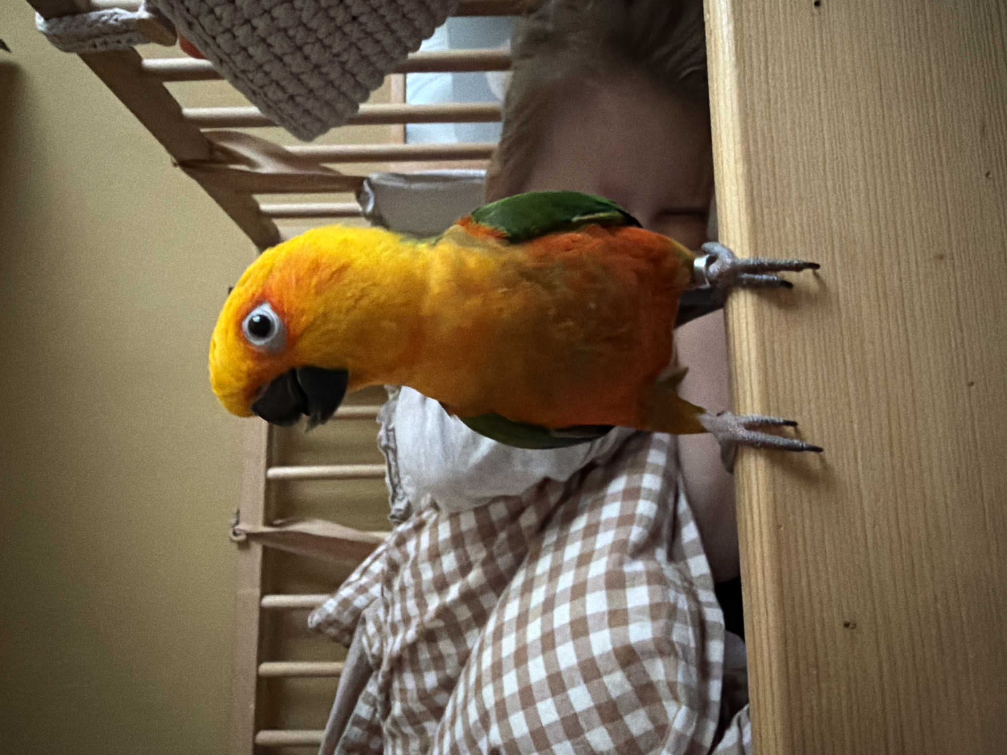 Person handles colorful Sun Conure parrot in Khimki, Russia