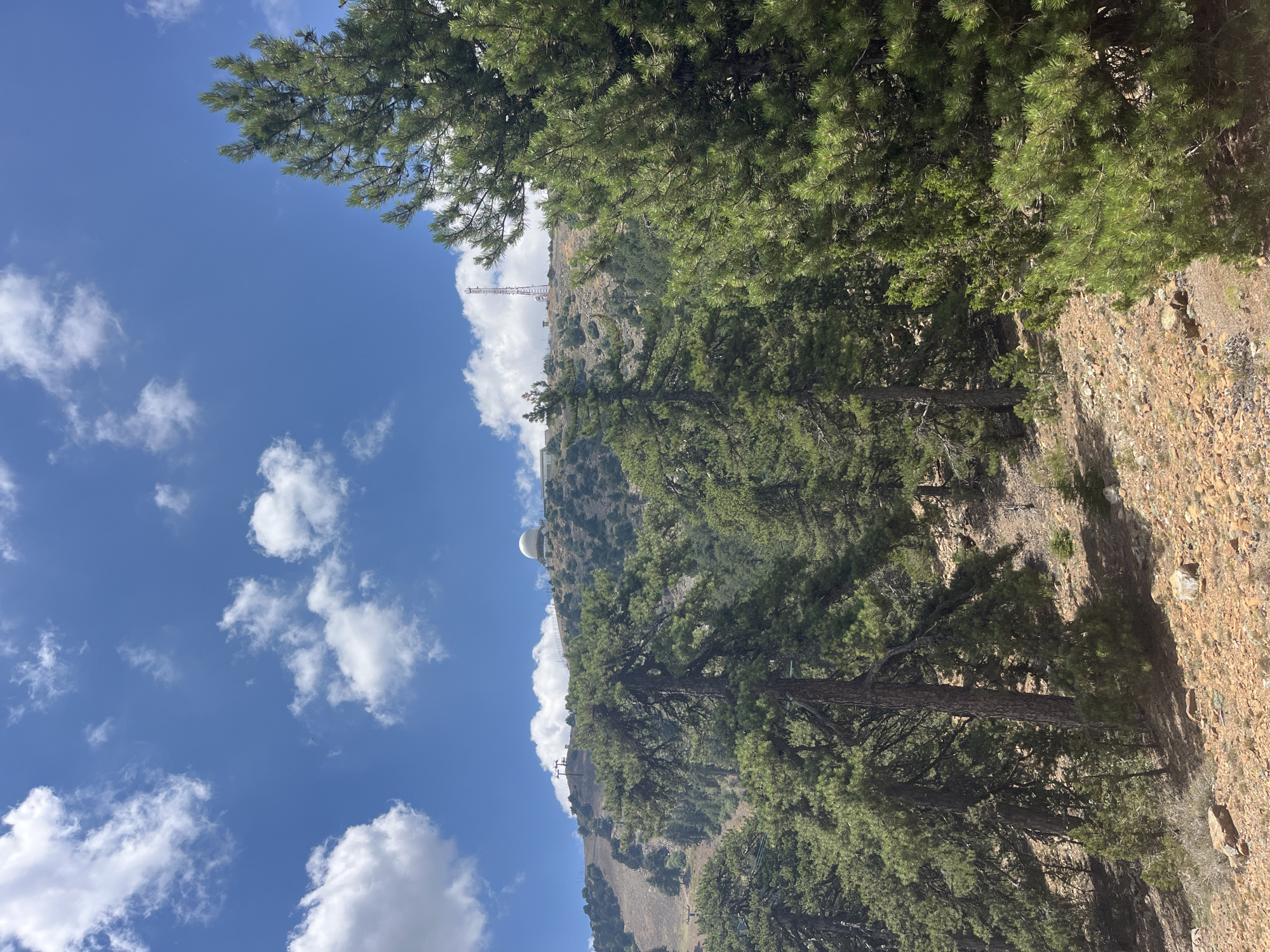 Morning hike through Troodos pine forest, Kakopetria, Cyprus