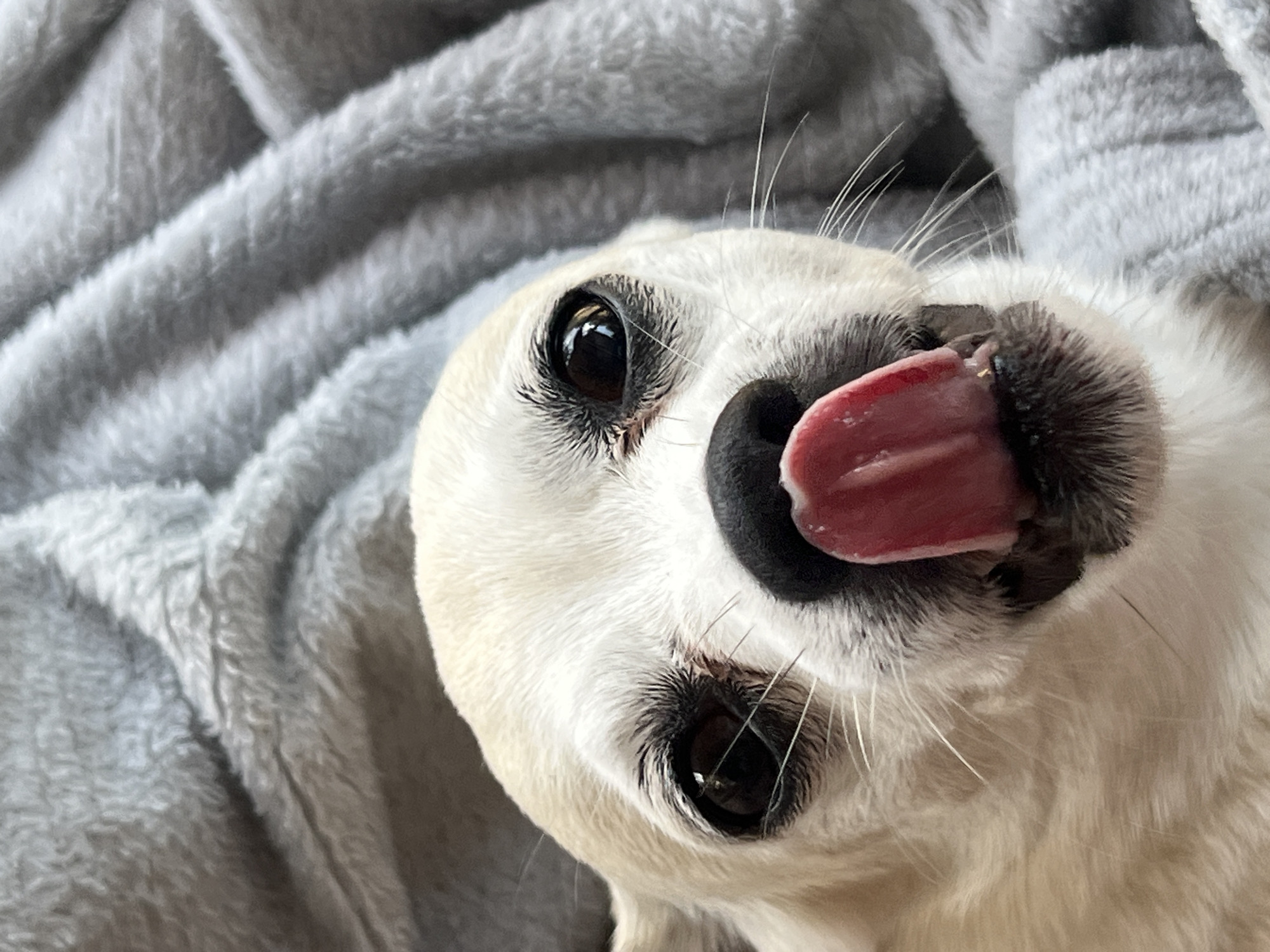 Relaxed dog on a gray blanket, Kulishi