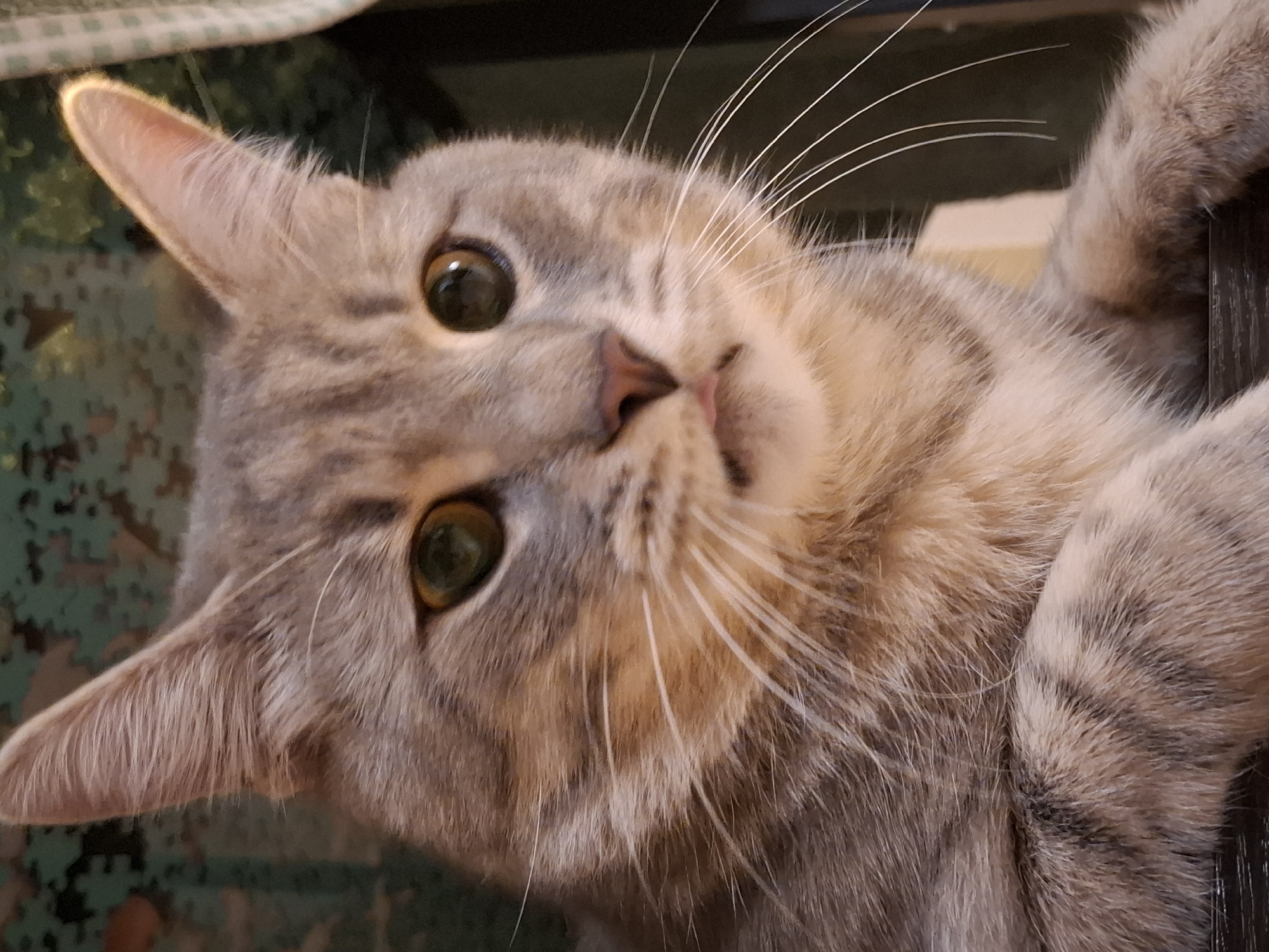 Grey tabby cat at home, evening portrait session