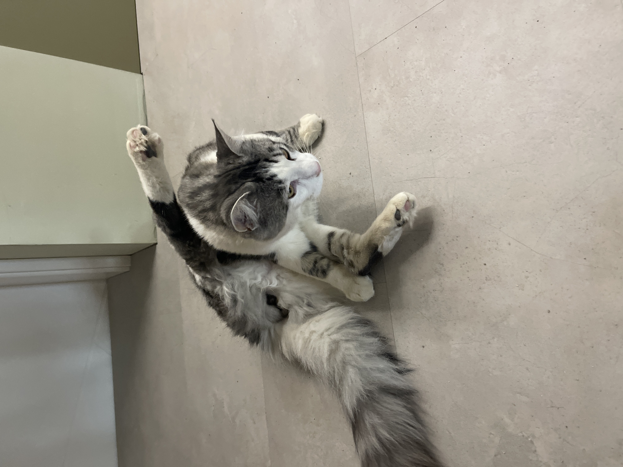 Morning pet interactions documented in Sofia household