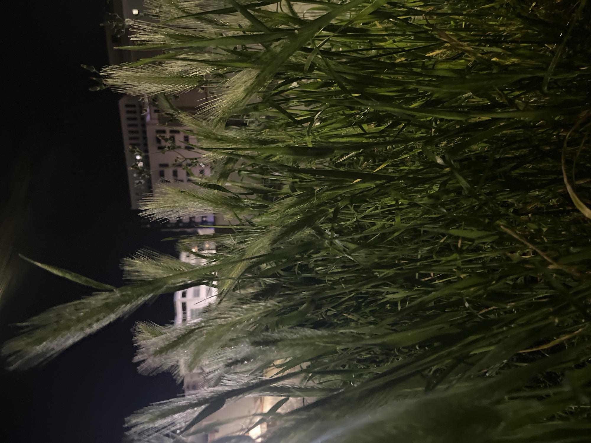 Quiet nighttime observations captured in Budva, Montenegro