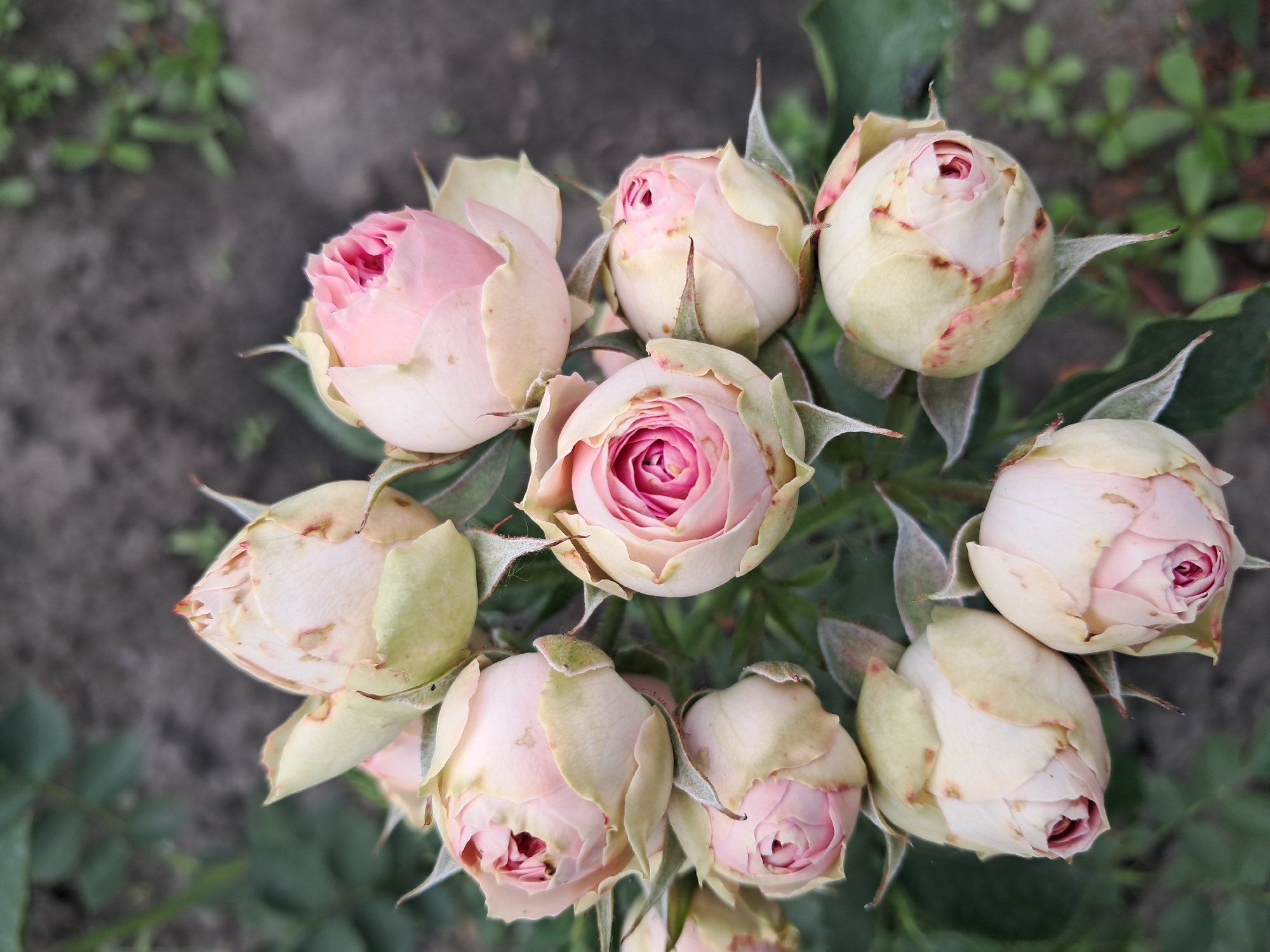 A Kremenchuk garden in full summer bloom
