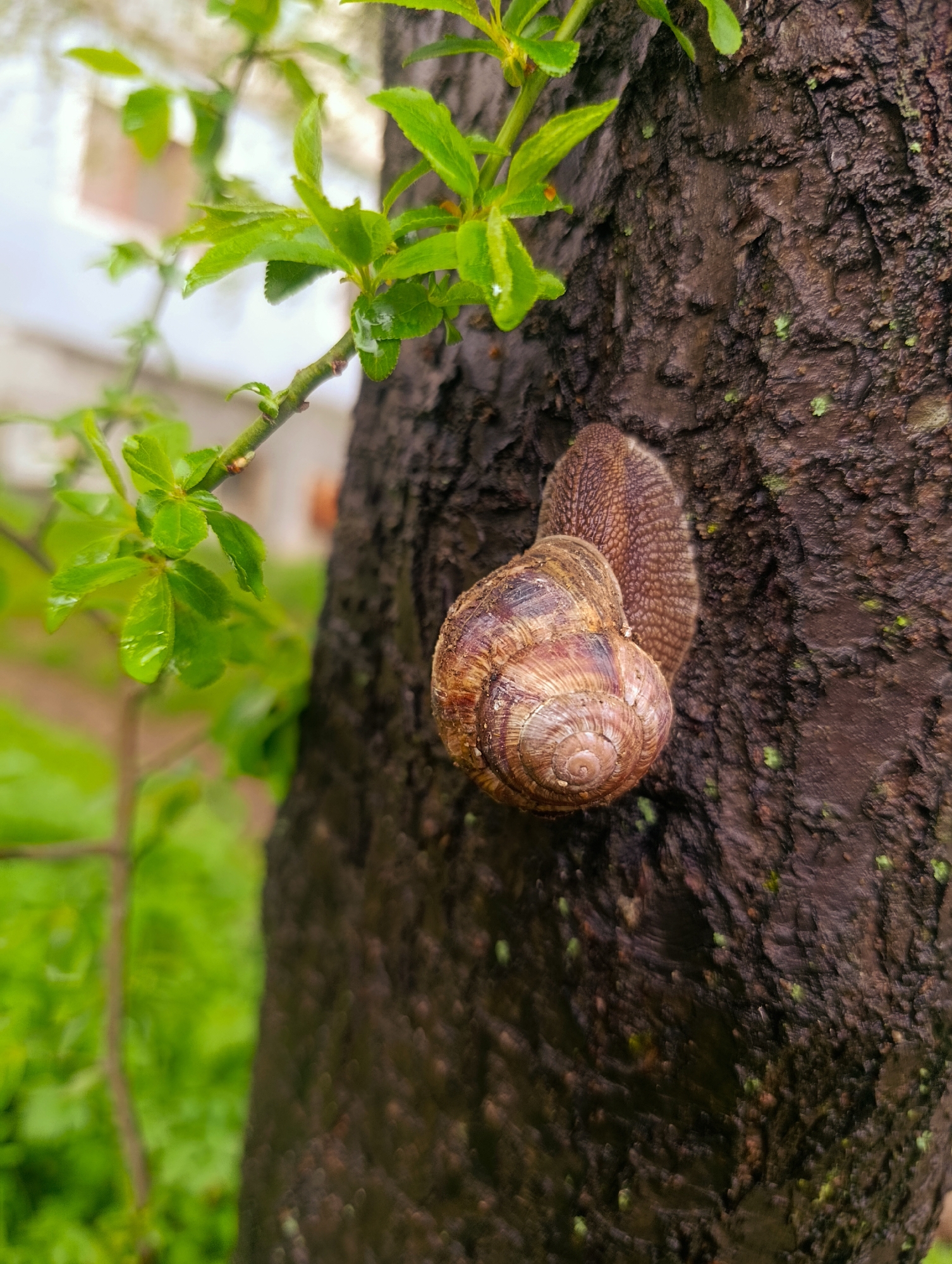 Snail observed on wet tree trunk in Kardzhali, Bulgaria