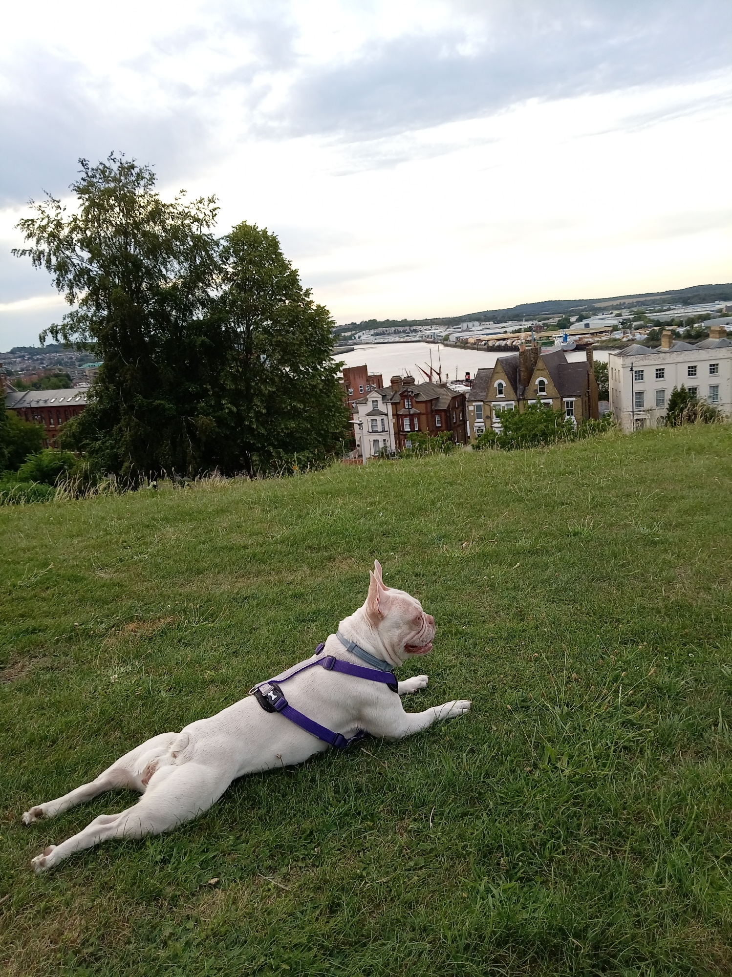 Dog resting on Chatham hillside with Medway views below