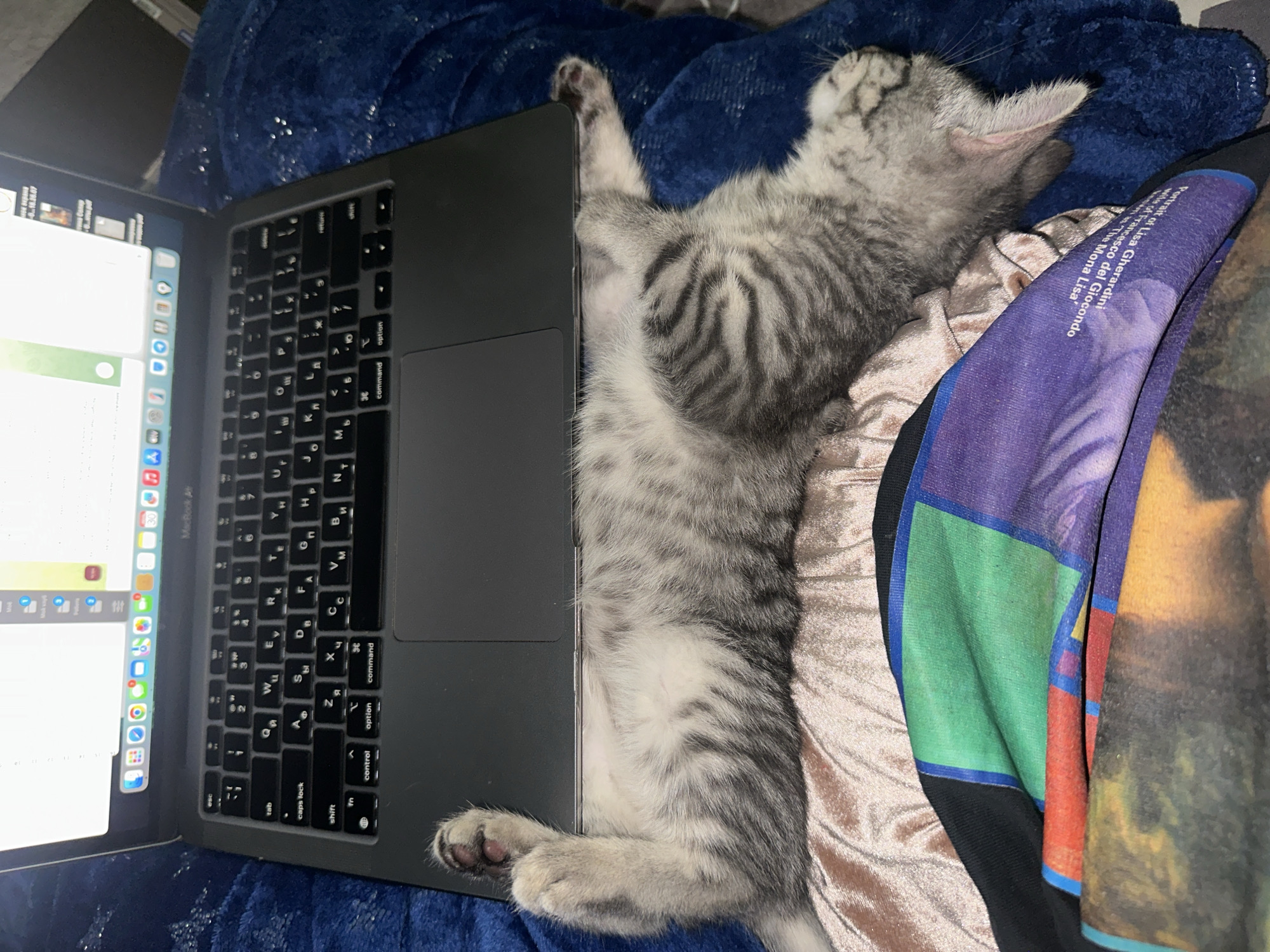 Grey tabby kitten takes over a Moscow laptop setup
