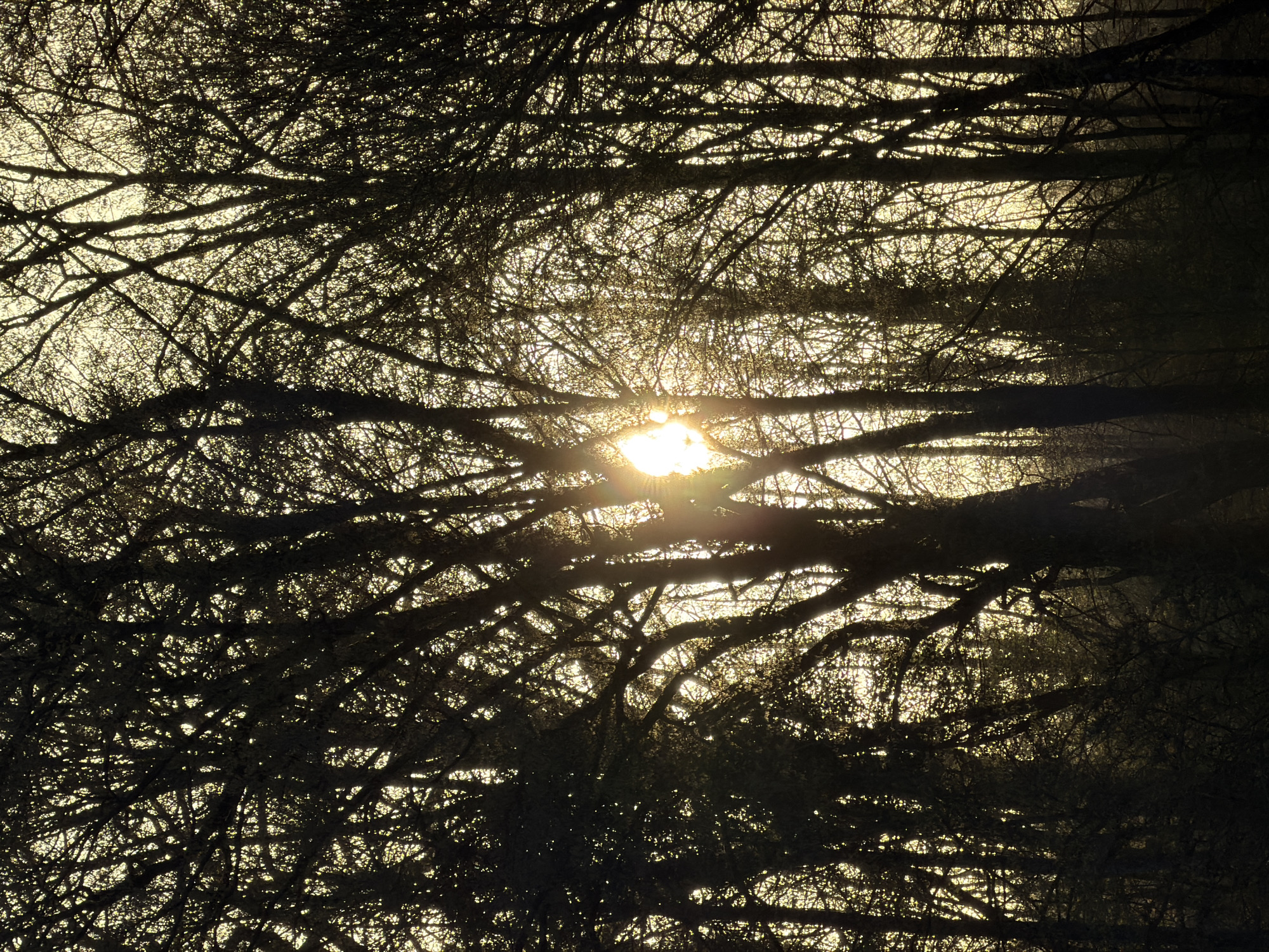 Morning sunlight through bare trees in Luxembourg