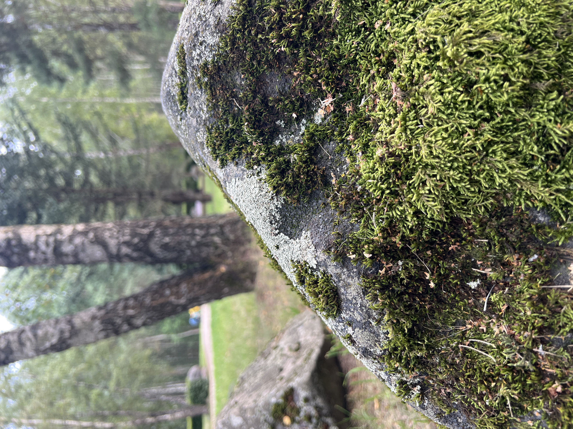 Moss-covered boulders and birch trees in a Minsk park