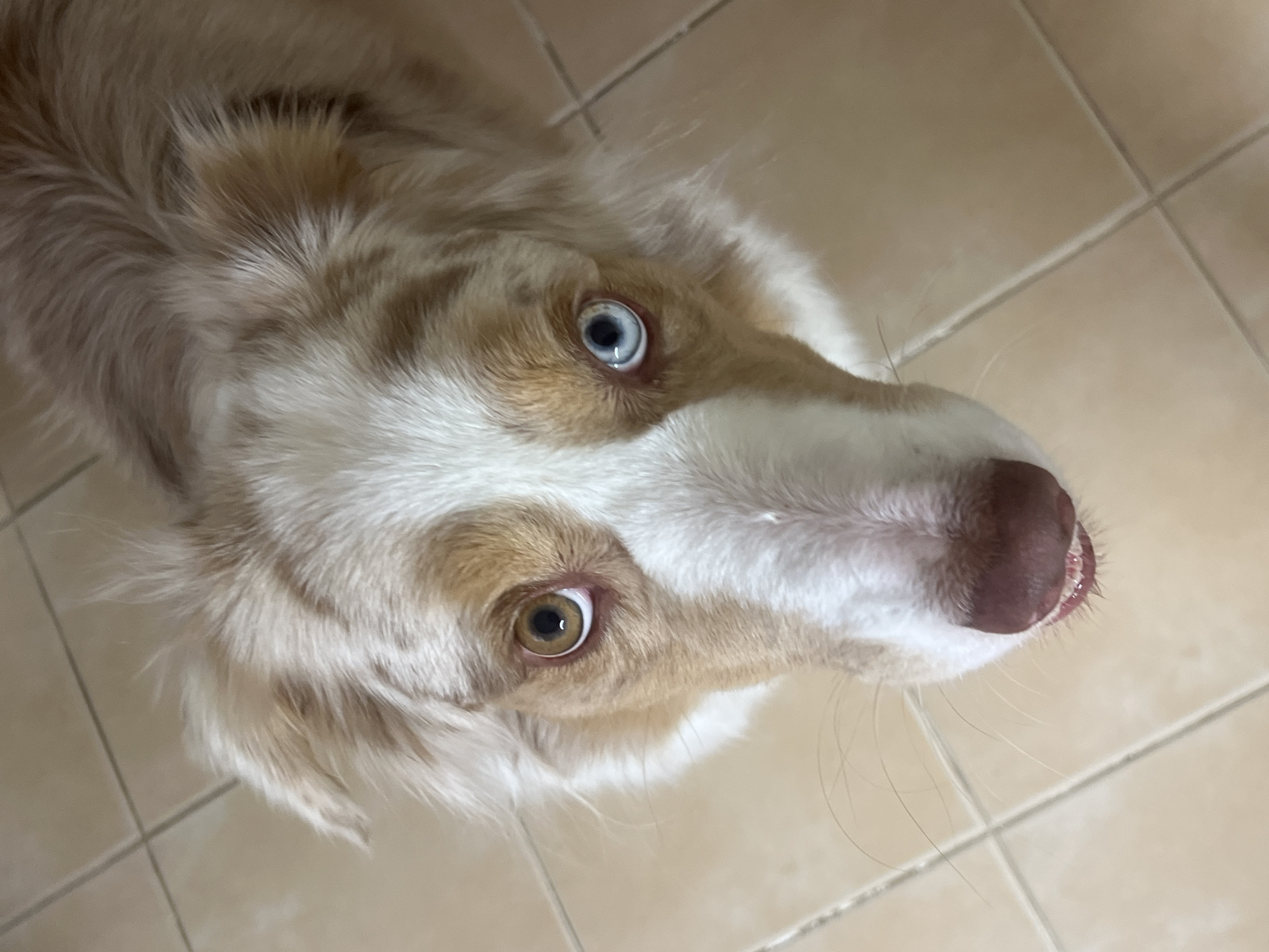 Woman documents morning routine with heterochromatic dog companion
