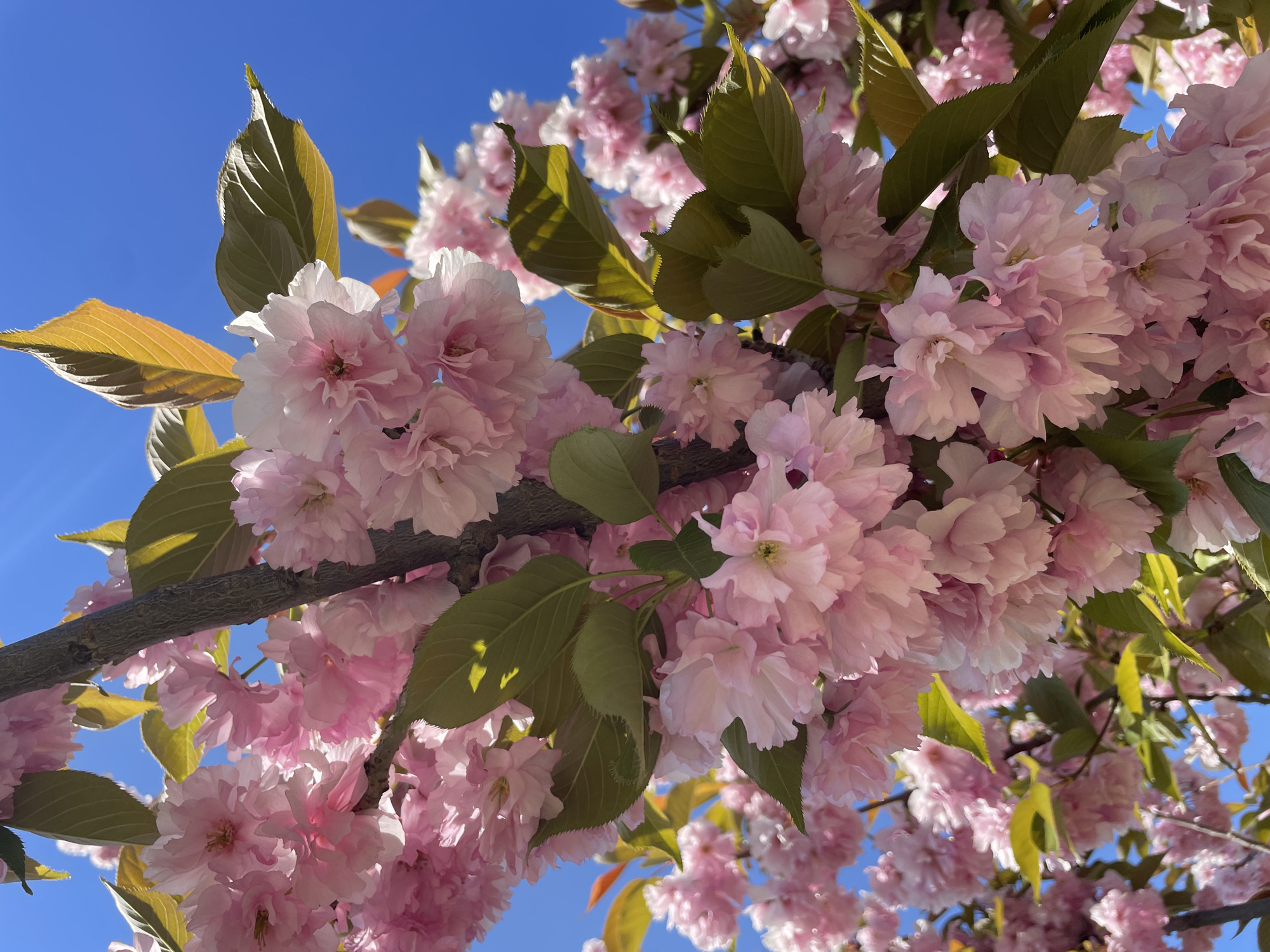 Cherry blossoms reach peak bloom in Sofia, Bulgaria