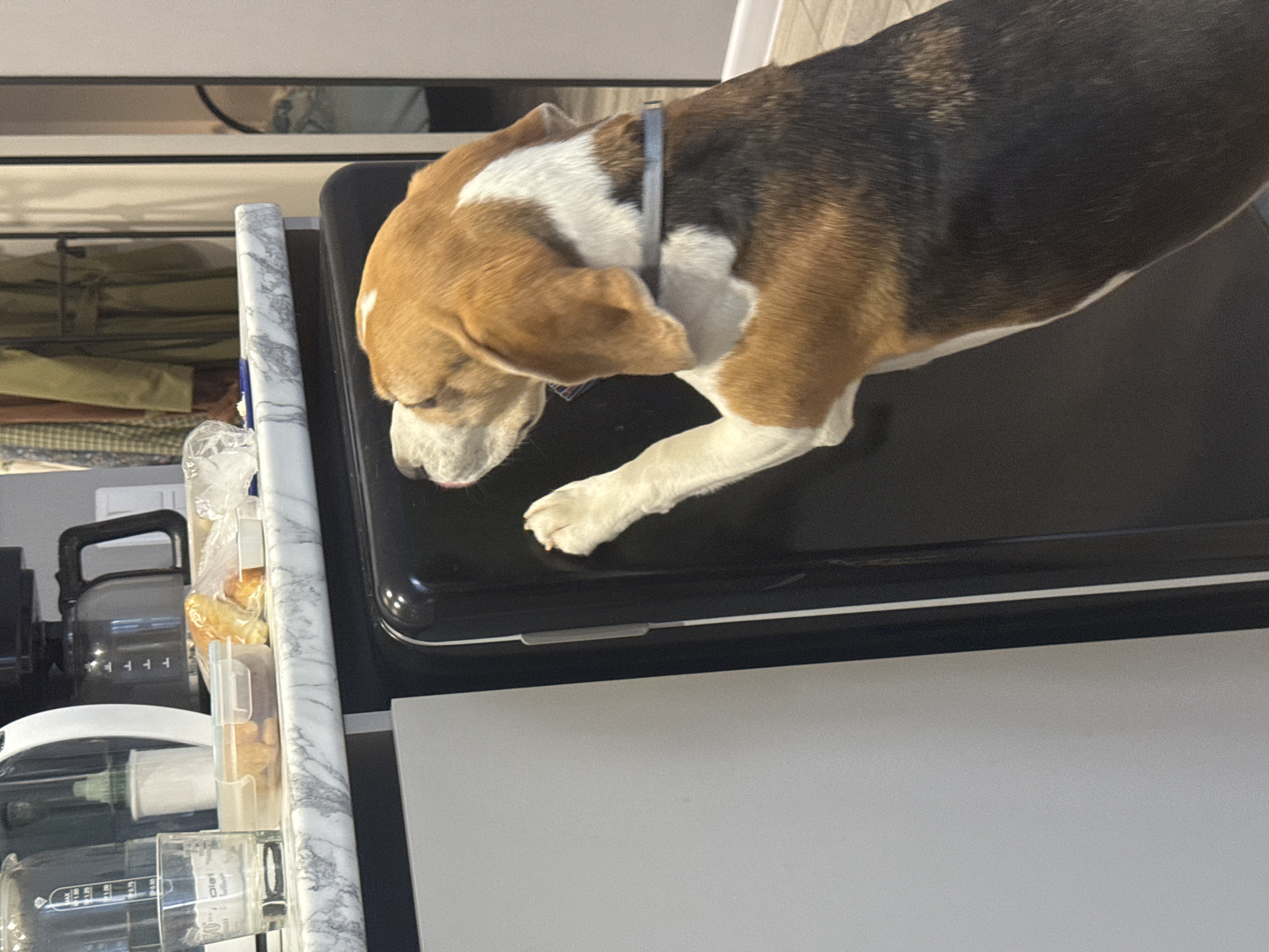 Dog rests on kitchen appliance in domestic indoor setting