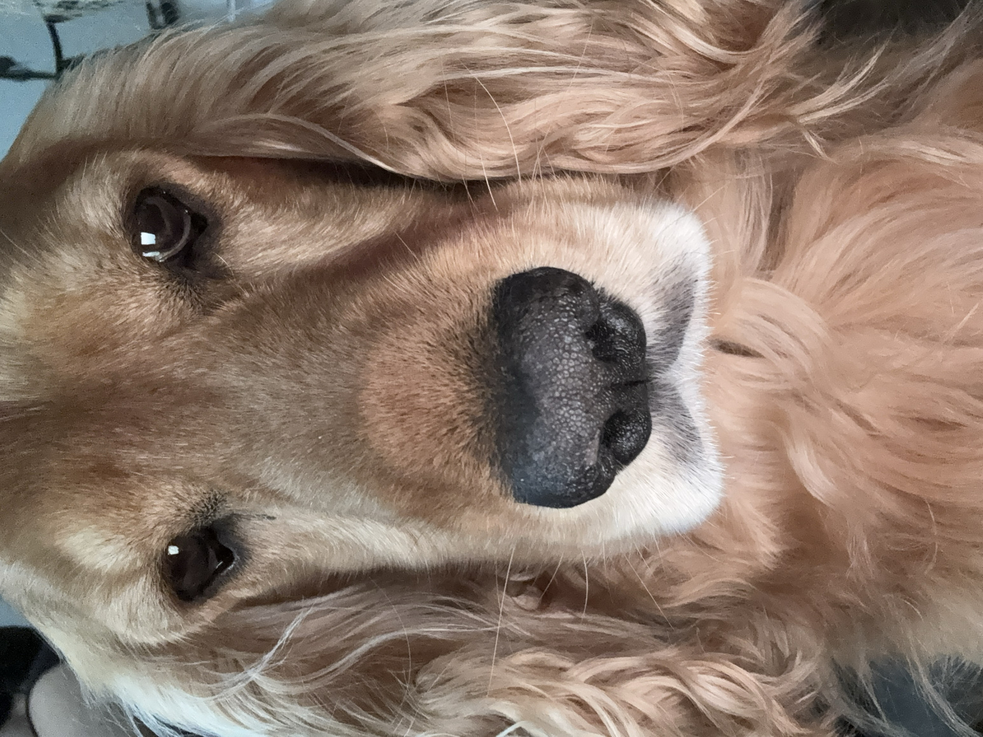 A cocker spaniel's lazy afternoon, every angle covered