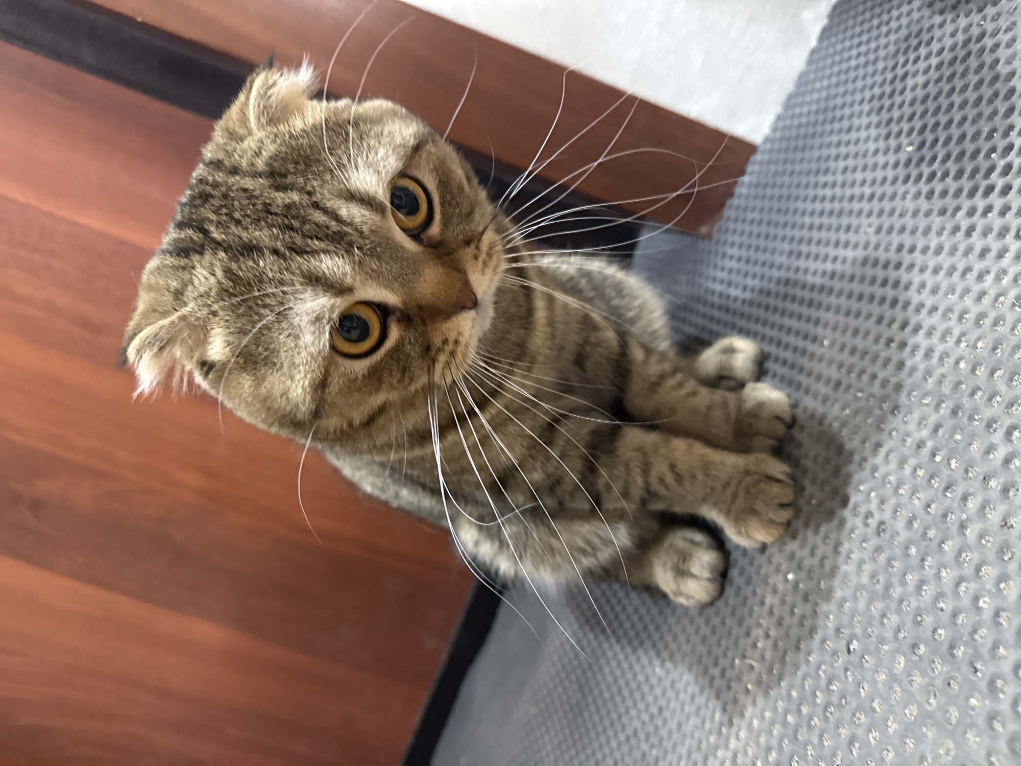 Scottish Fold cat drinks from bathtub faucet
