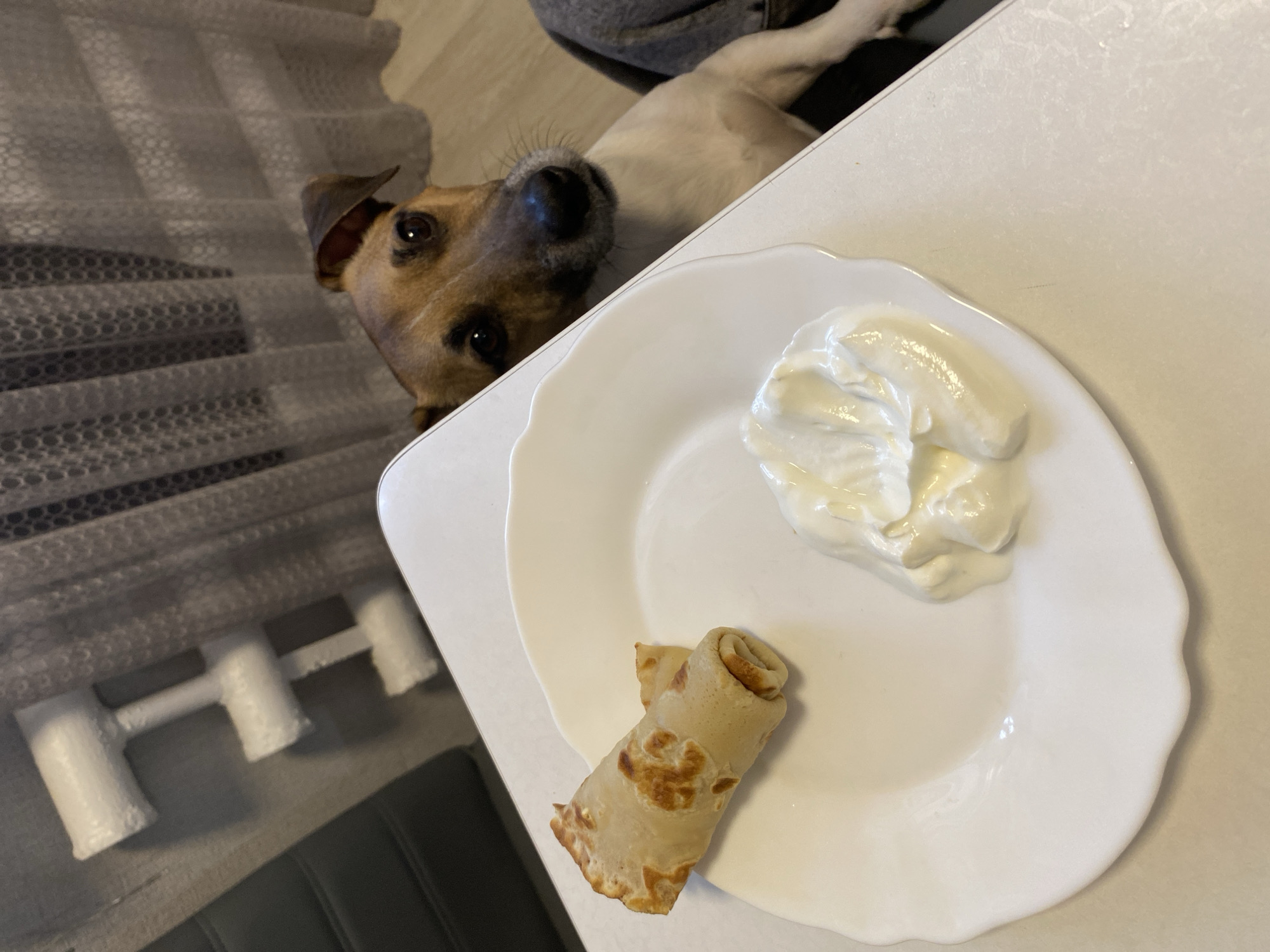 Jack Russell Terrier's morning routine captured in Russian home