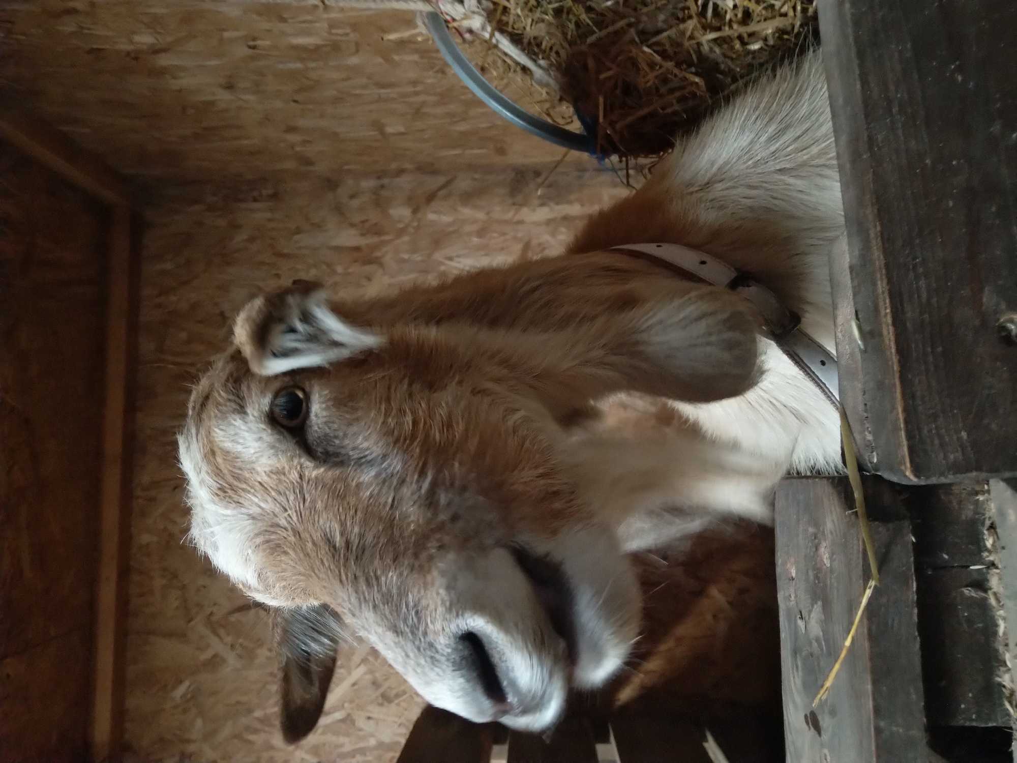 Up close with goats and sheep in a barn setting
