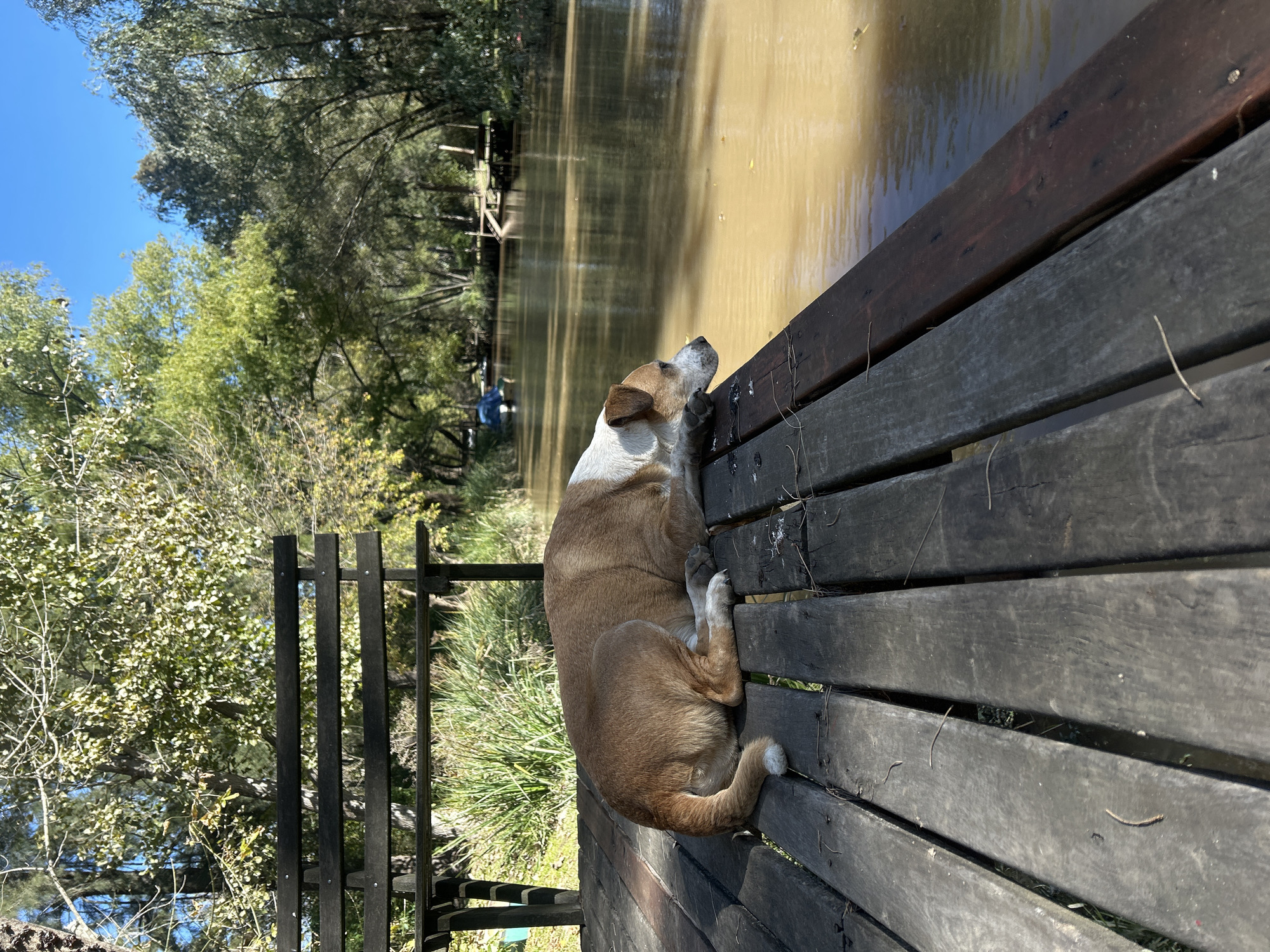 Dog rests on wooden dock at Dique Luján reservoir