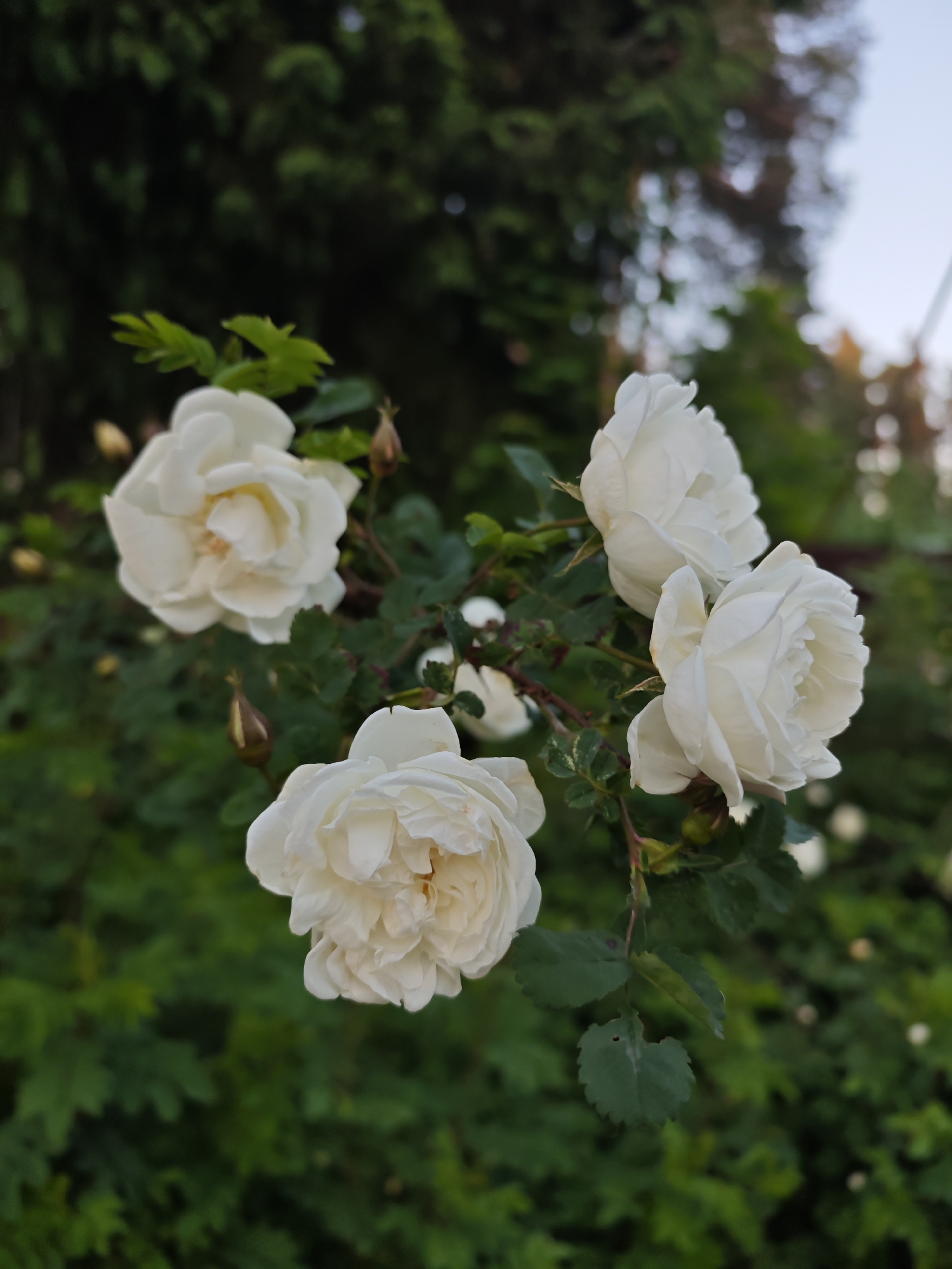 Woman enjoys roses in blooming garden during afternoon hours