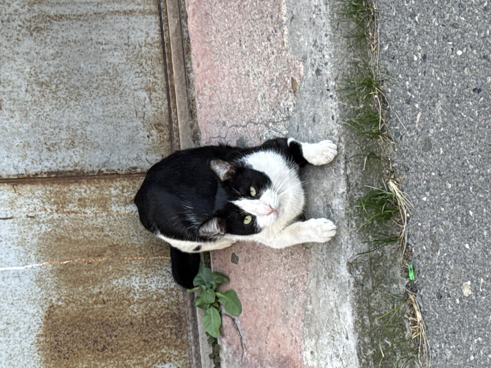 Two cats on the streets of Sabail Raion, Baku