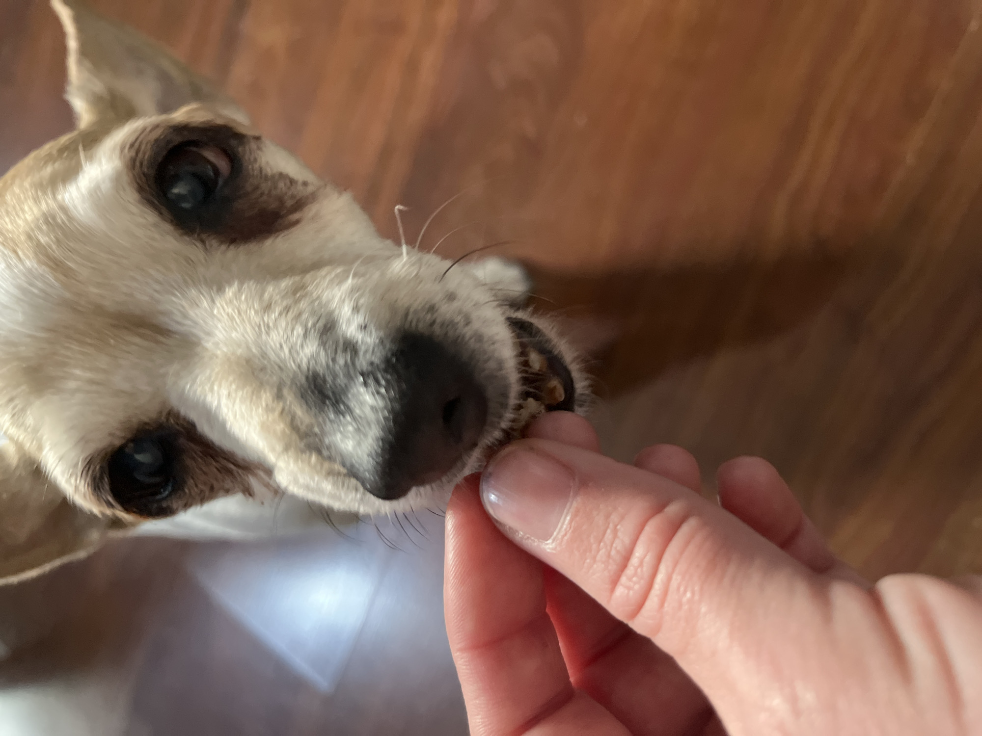 Dog fed treats by hand in Bulgarian village