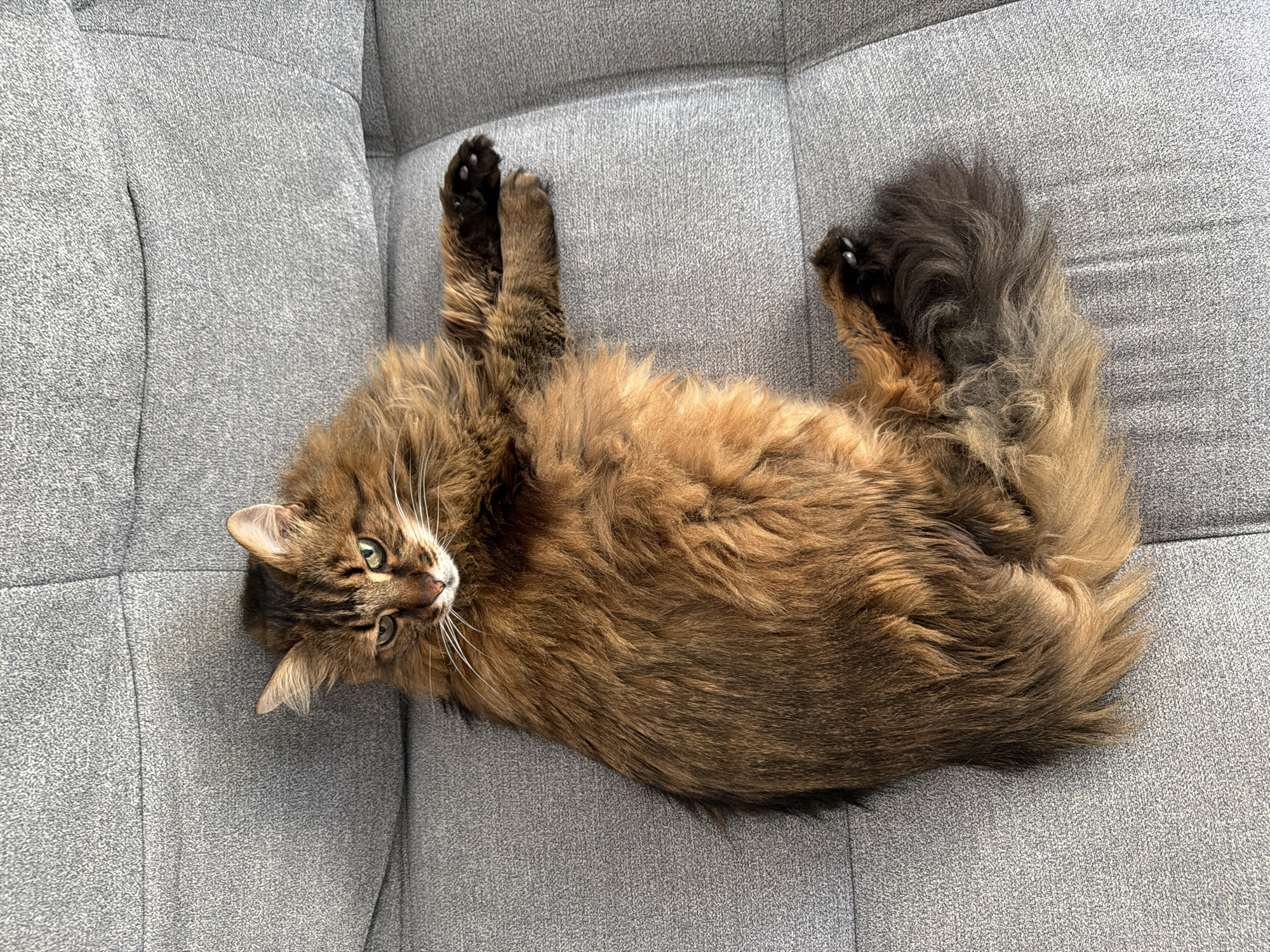 Kyiv cat claims the couch on a July morning