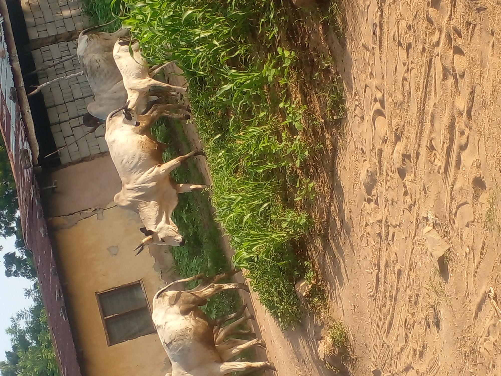 Cows gathered outside a weathered rural outbuilding