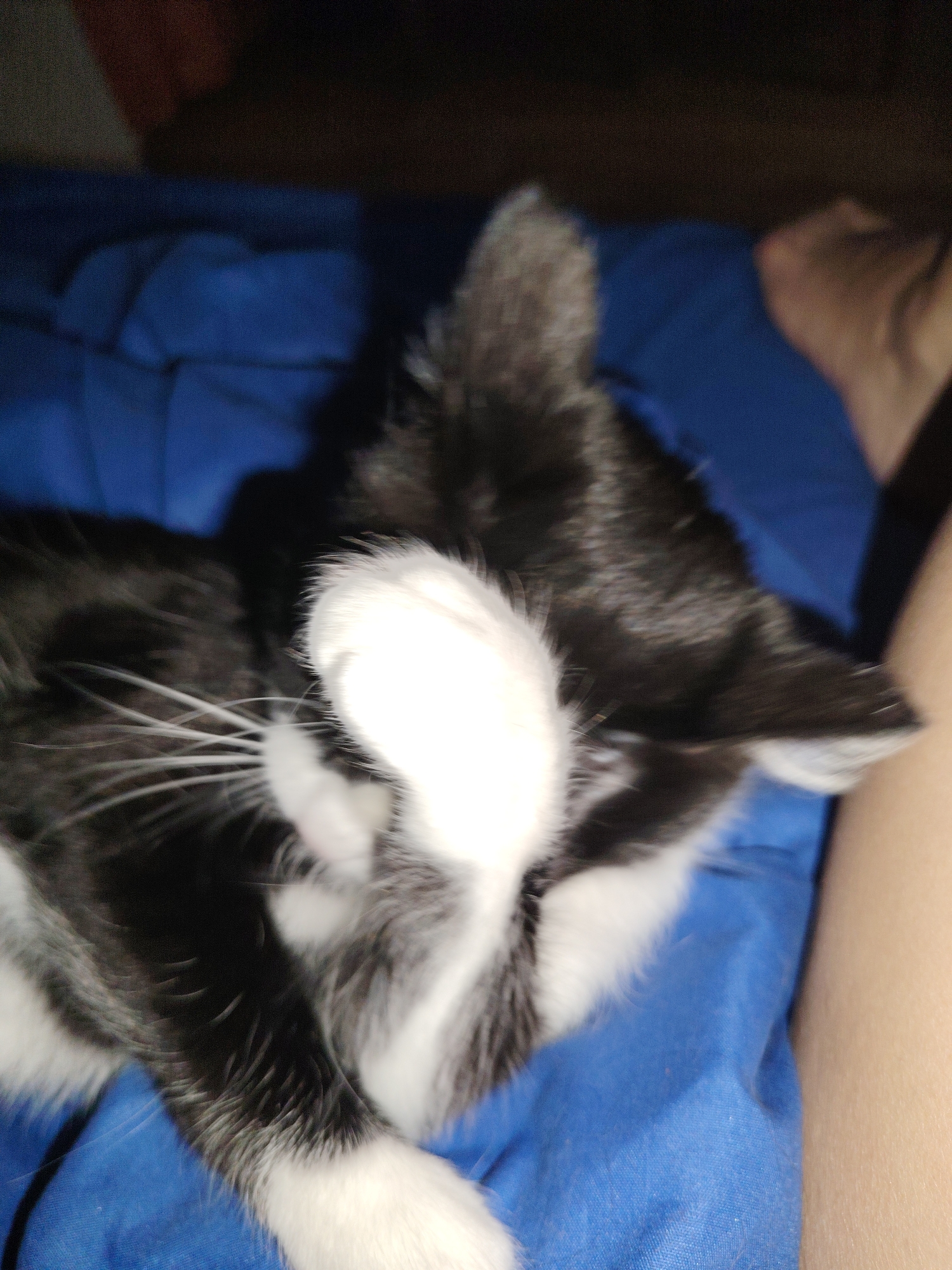 Tuxedo cat rests on blue bedding, receives pets