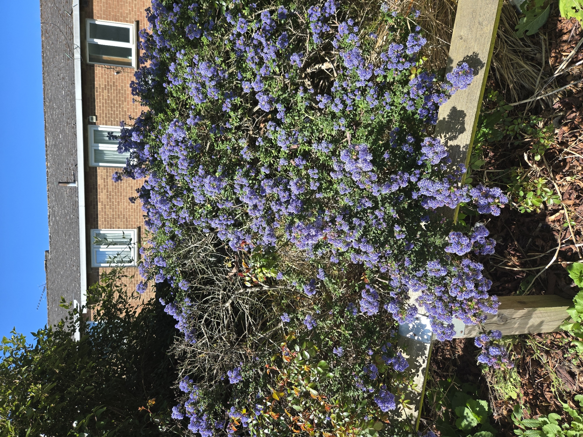Spring blooms documented across central London gardens and streets