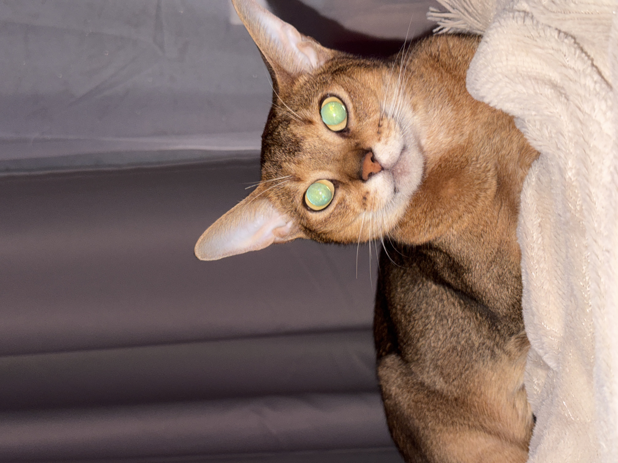 Cats at rest: a cozy evening with multiple felines in Noviy