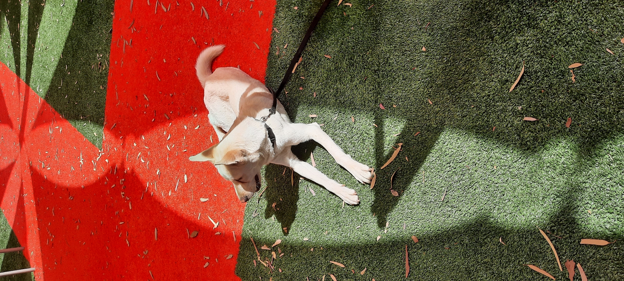 Dog rests on colorful synthetic turf in Holon