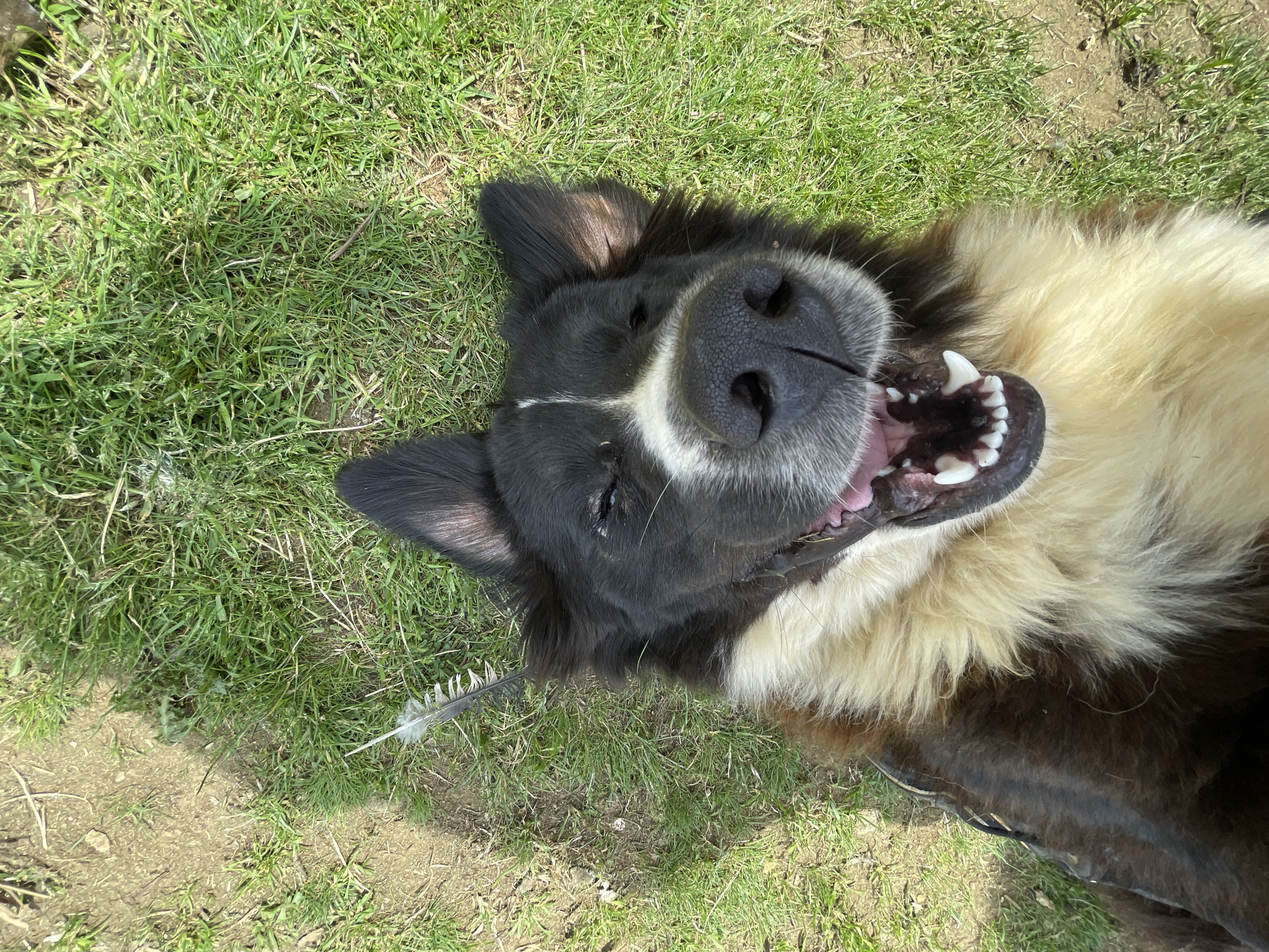 Dogs play in grassy area in Zlatograd, Bulgaria