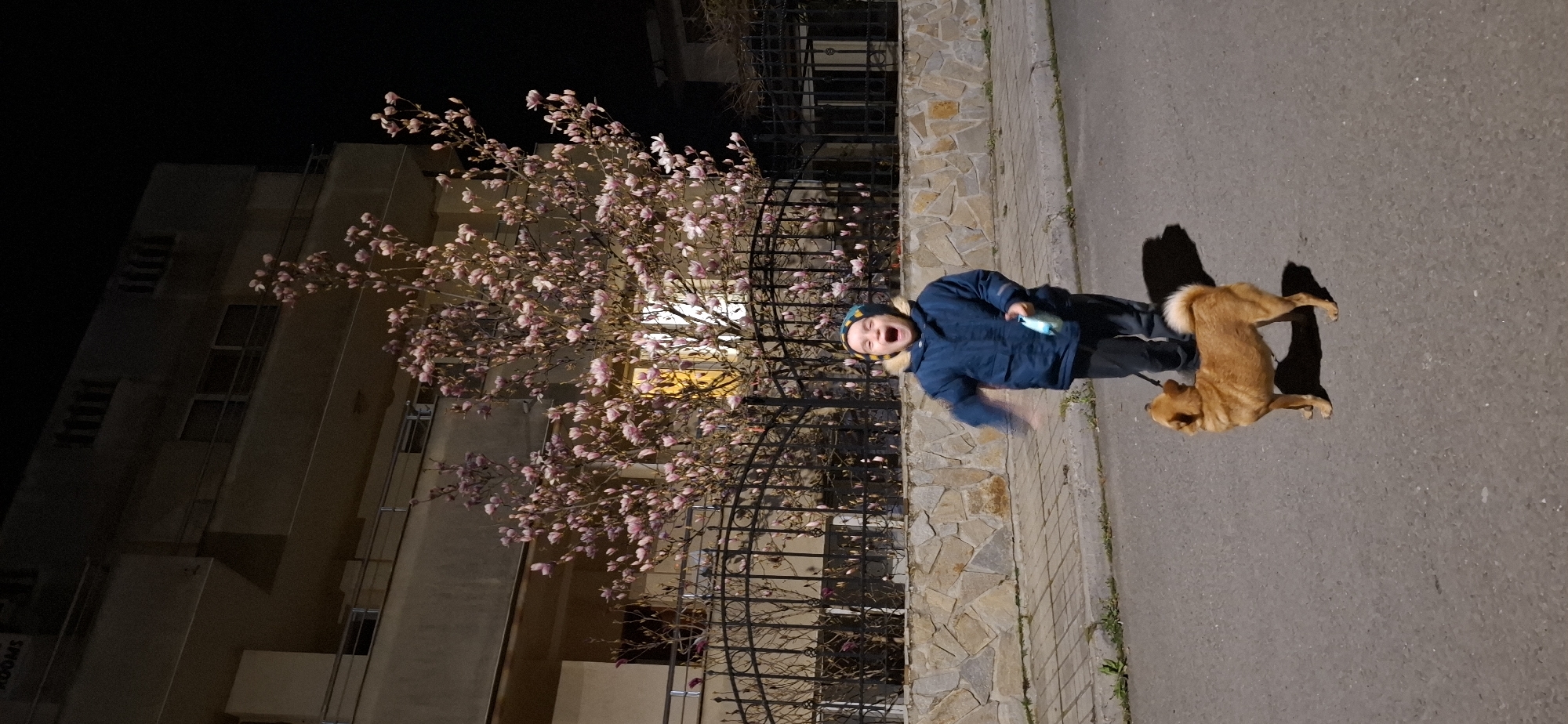 Spring blooms illuminate nighttime streets in Burgas, Bulgaria