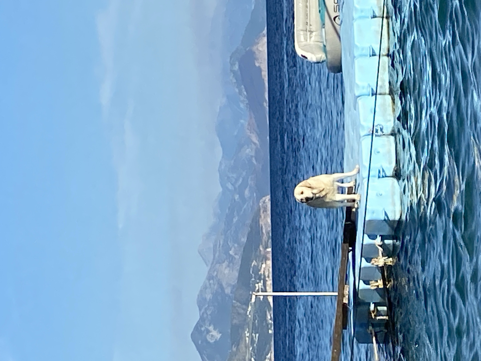 Lab enjoys a floating dock day on the Montenegrin coast