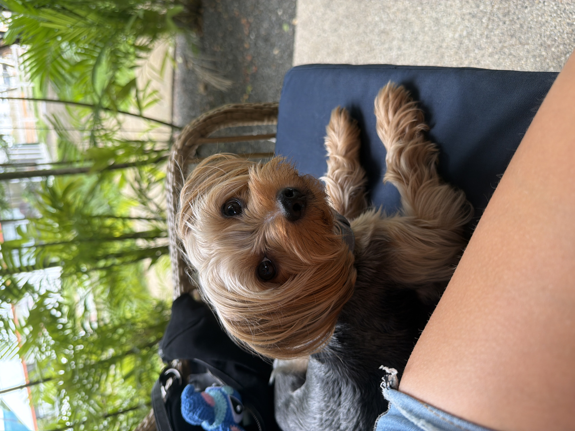 Casual café morning in Choeng Thale with food, selfies, and a Yorkie