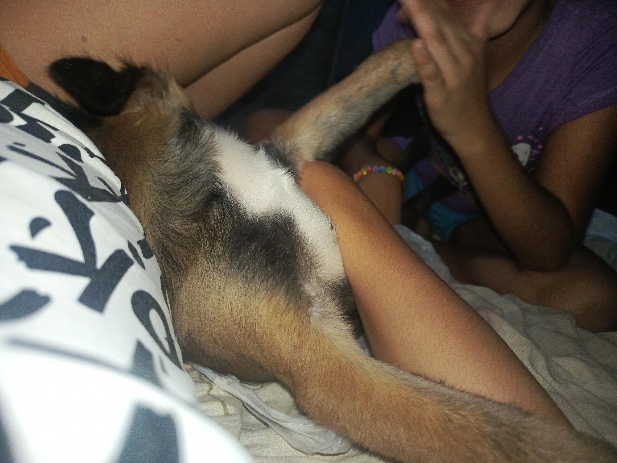 Woman Documents Quiet Morning Moments with Dog in Venezuela