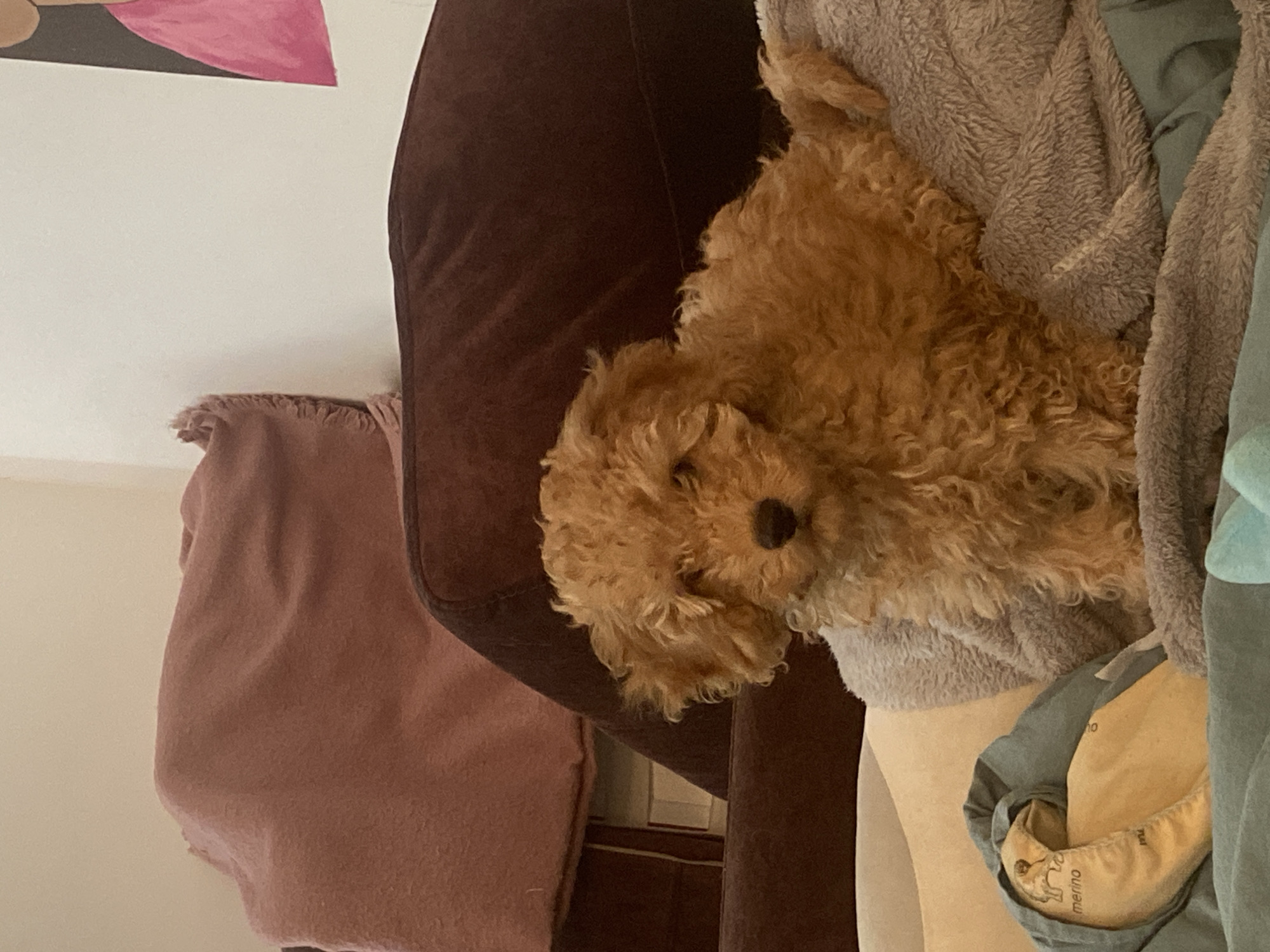 Curly-haired dog rests peacefully in Saratov home
