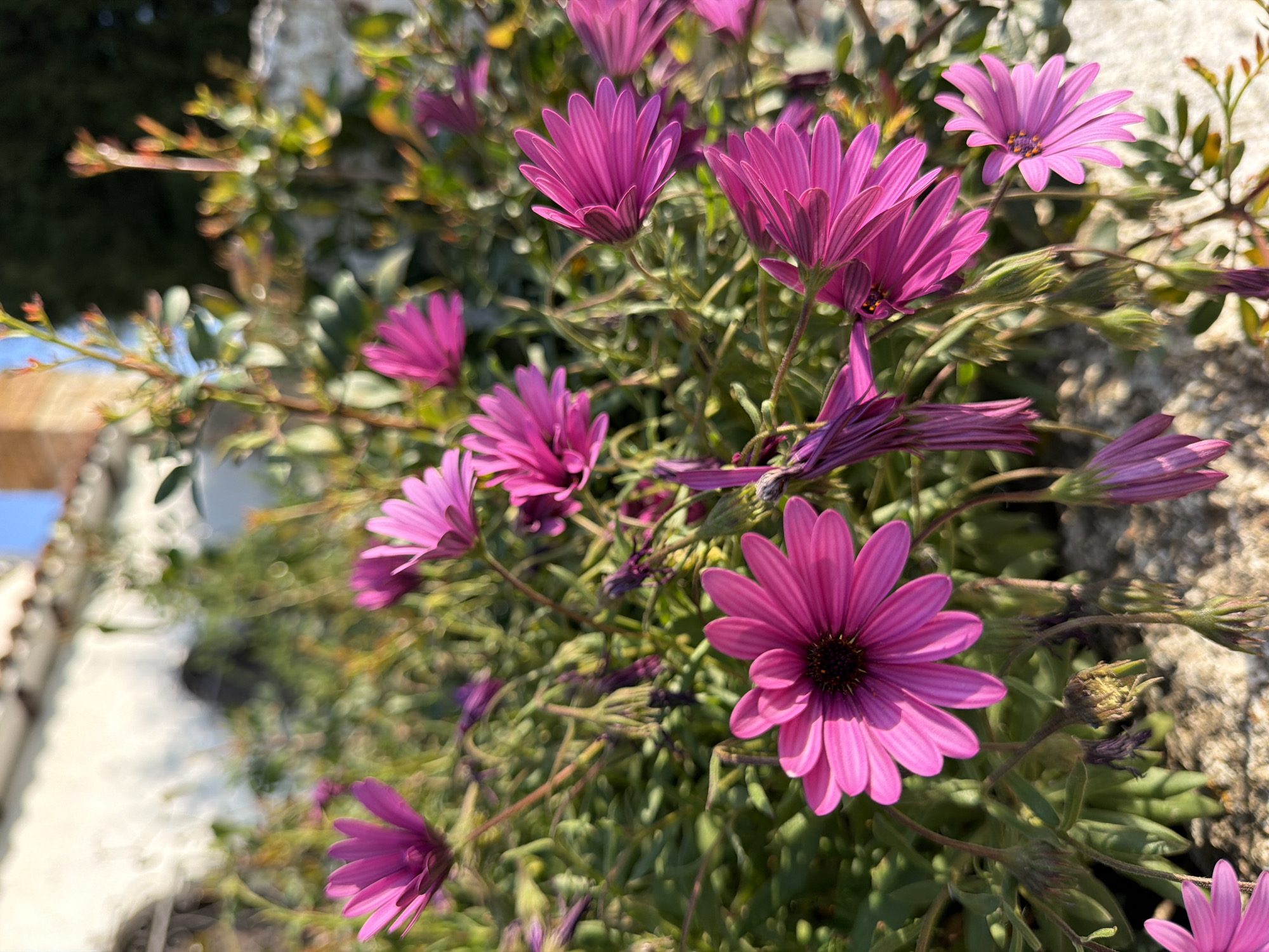 Morning garden walk documented in Mont-roig del Camp, Spain