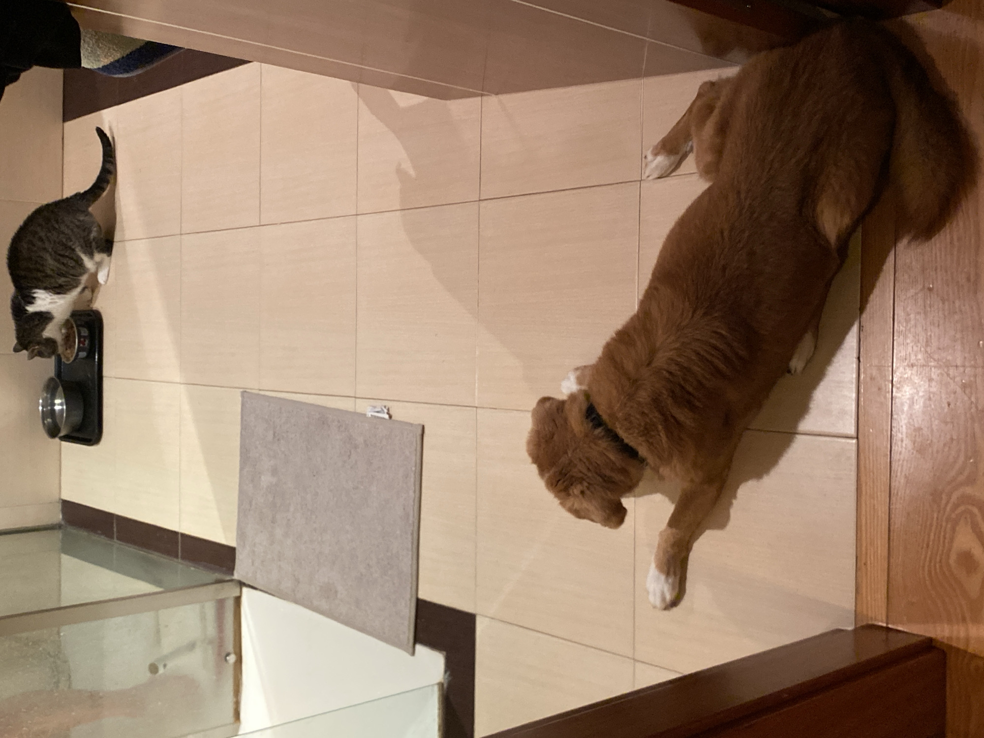 Dog and cat share quiet domestic moment in Villaviciosa home