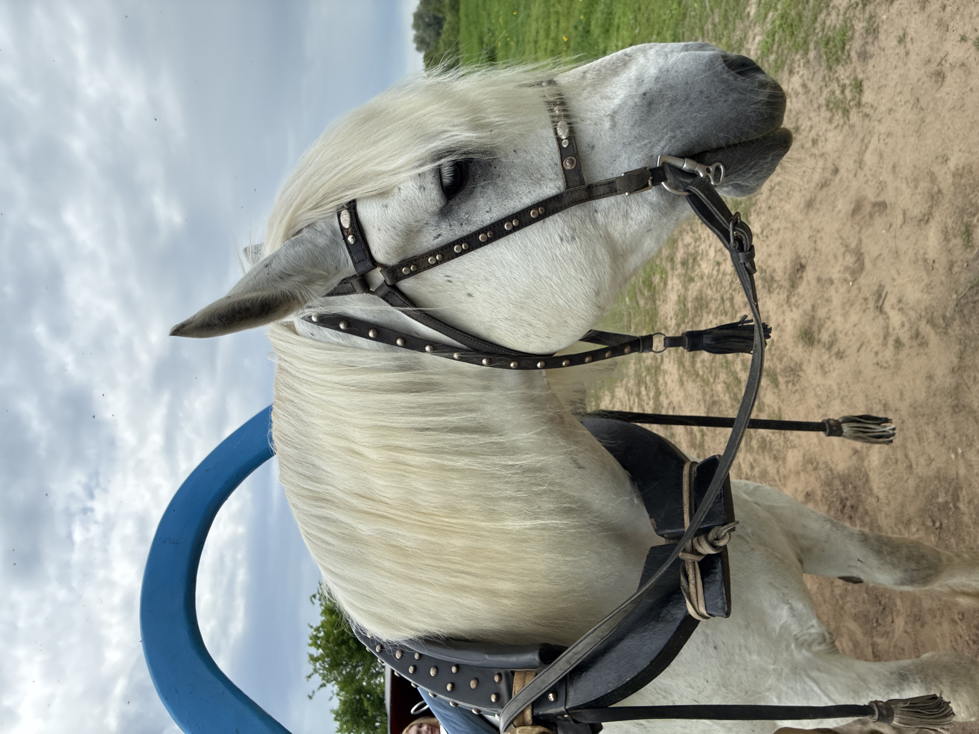 Horse spotted near historic Orthodox church in Bogolyubovo, Russia