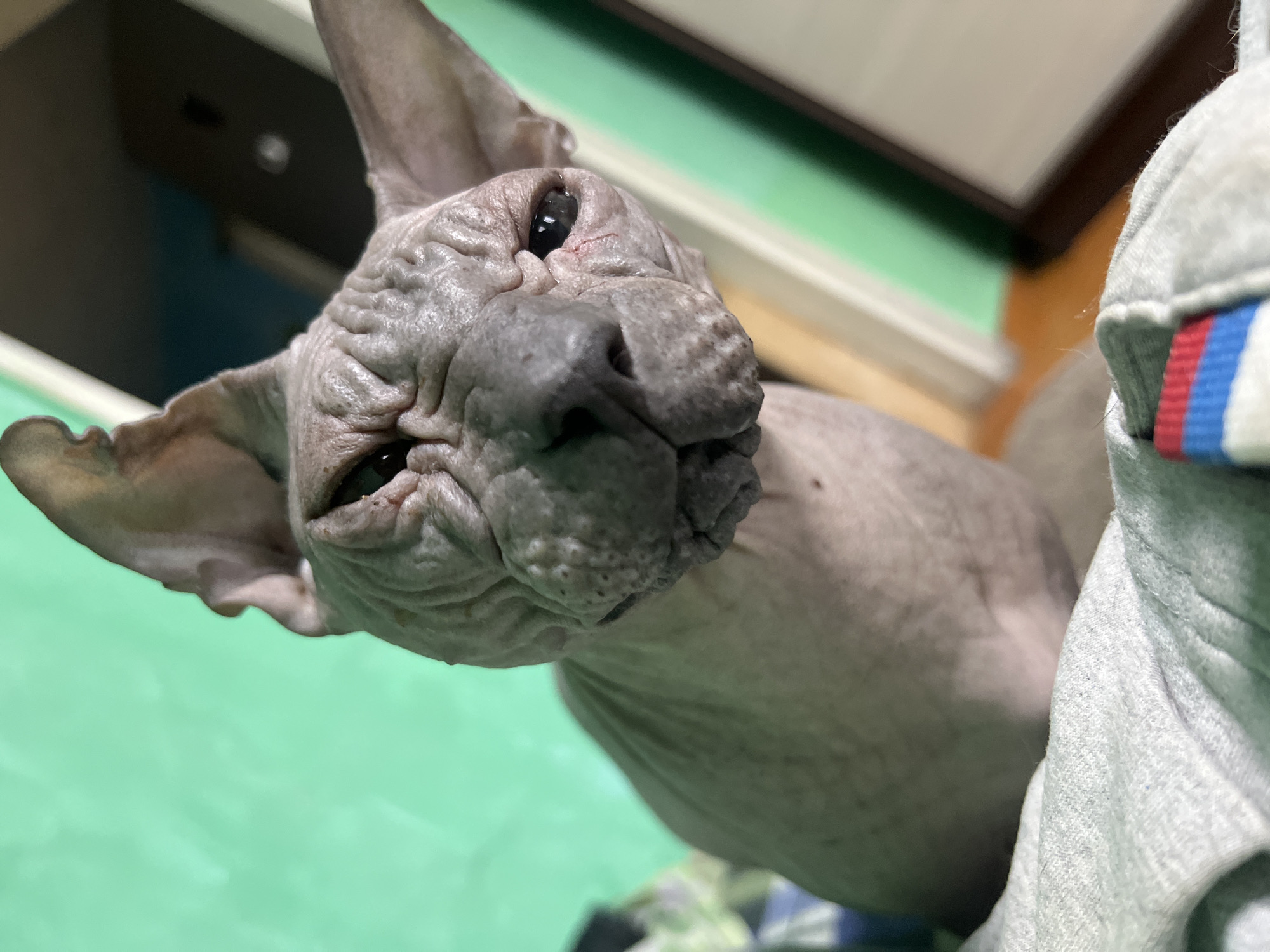 Lazy afternoon with dogs and a Sphynx cat in Nizhny Tagil