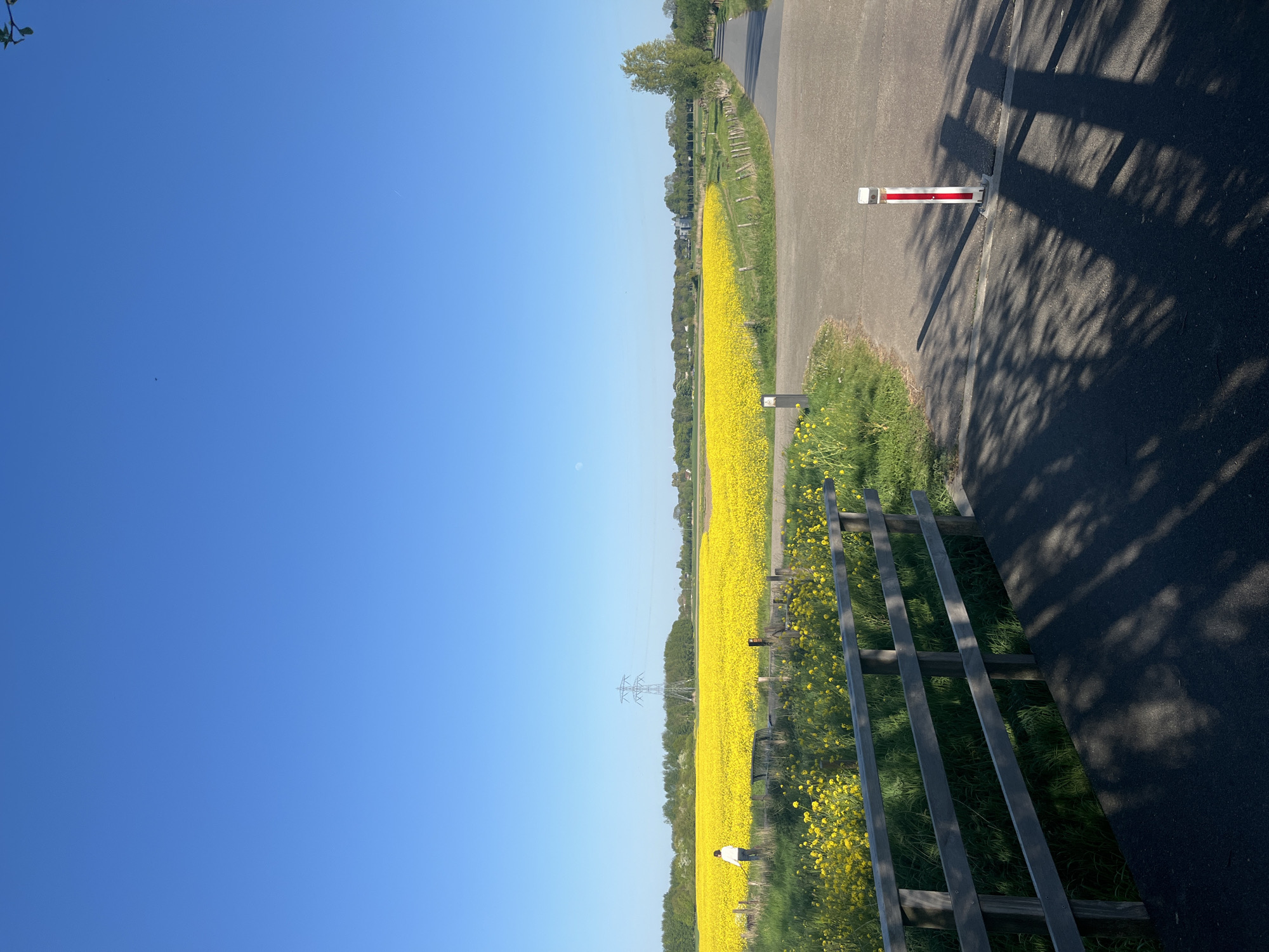 Yellow flower fields bloom under blue skies in Hoogvliet