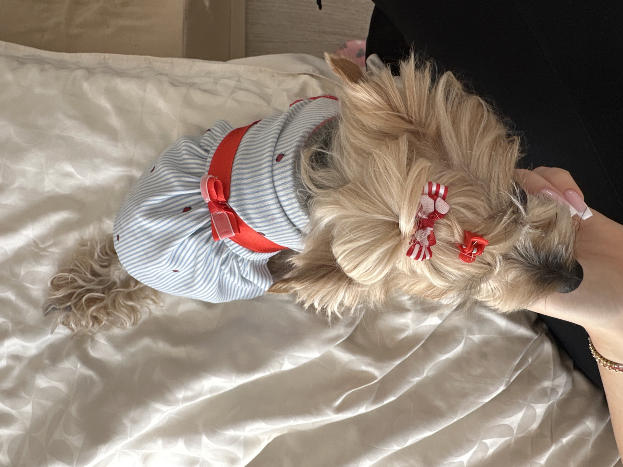 Dressed Yorkshire Terrier spotted wearing striped outfit in Sofia