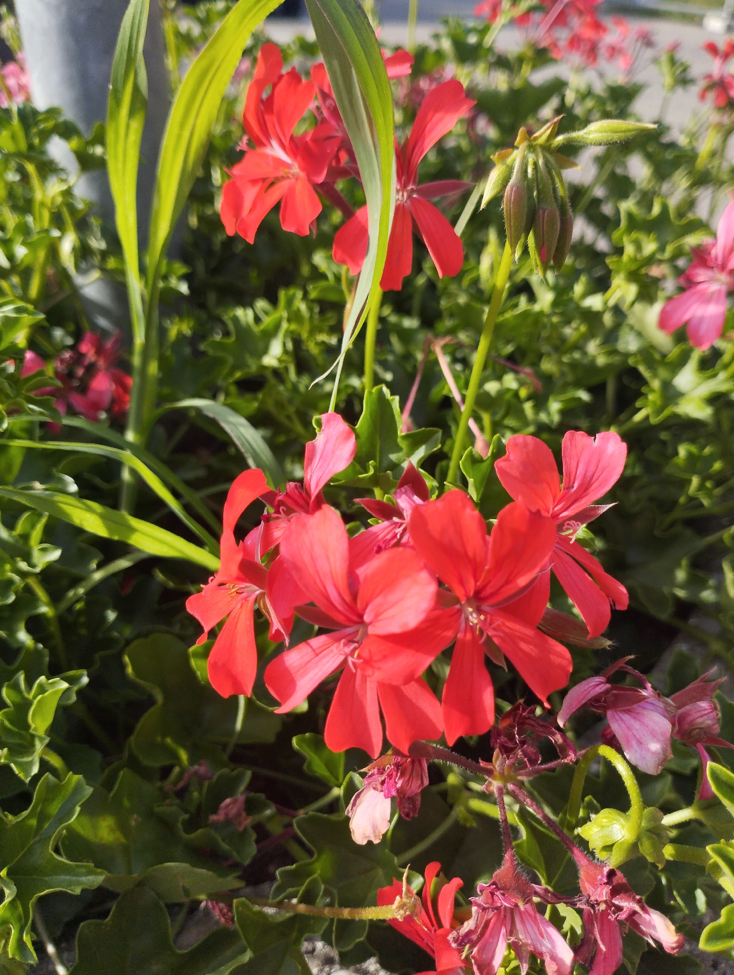 Garden walk through Biasca's residential areas and historic sites