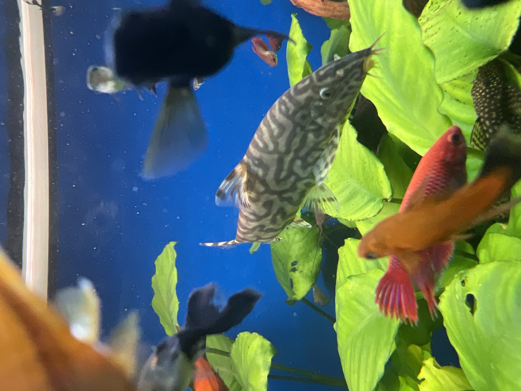 Inside a Berlin aquarium store, freshwater tanks on full display